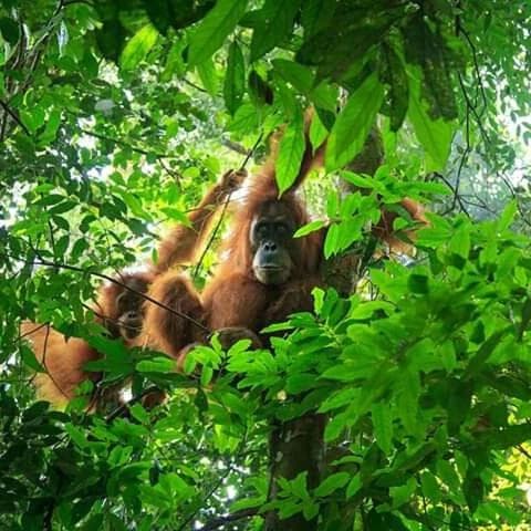Orangutan Bungalow photo 3