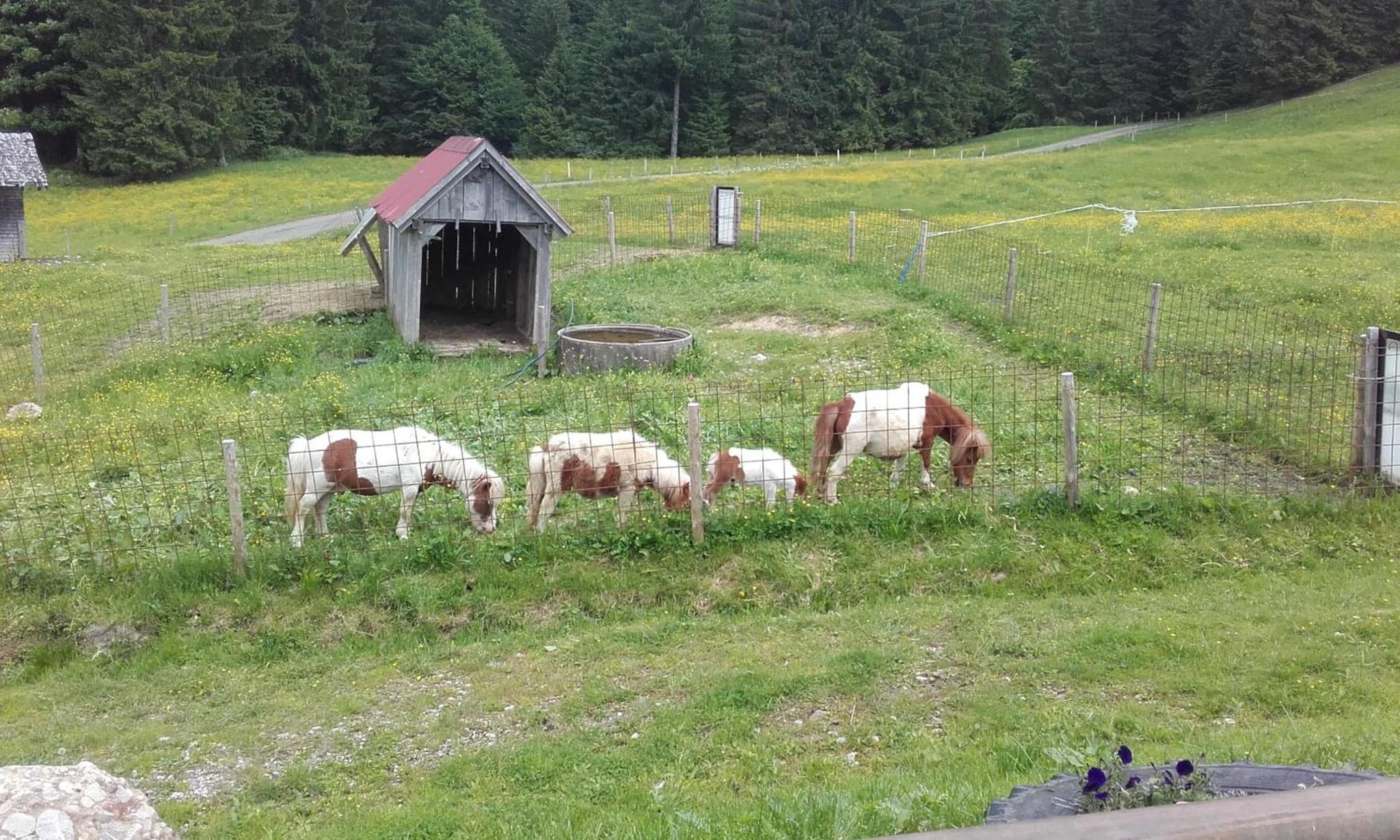 Jausenstation Neuschwand photo 5