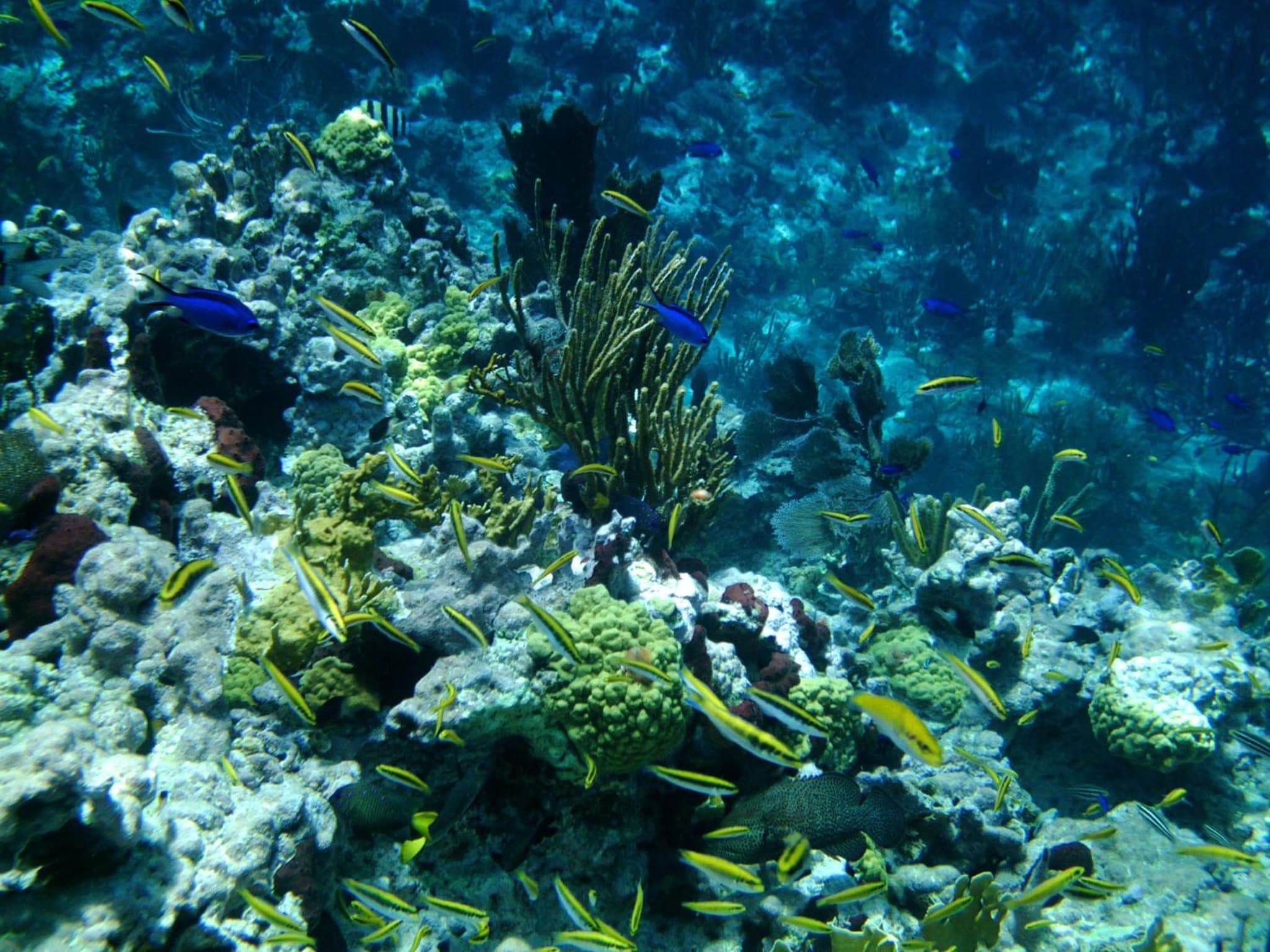 Paradise Bay Bahamas photo 3