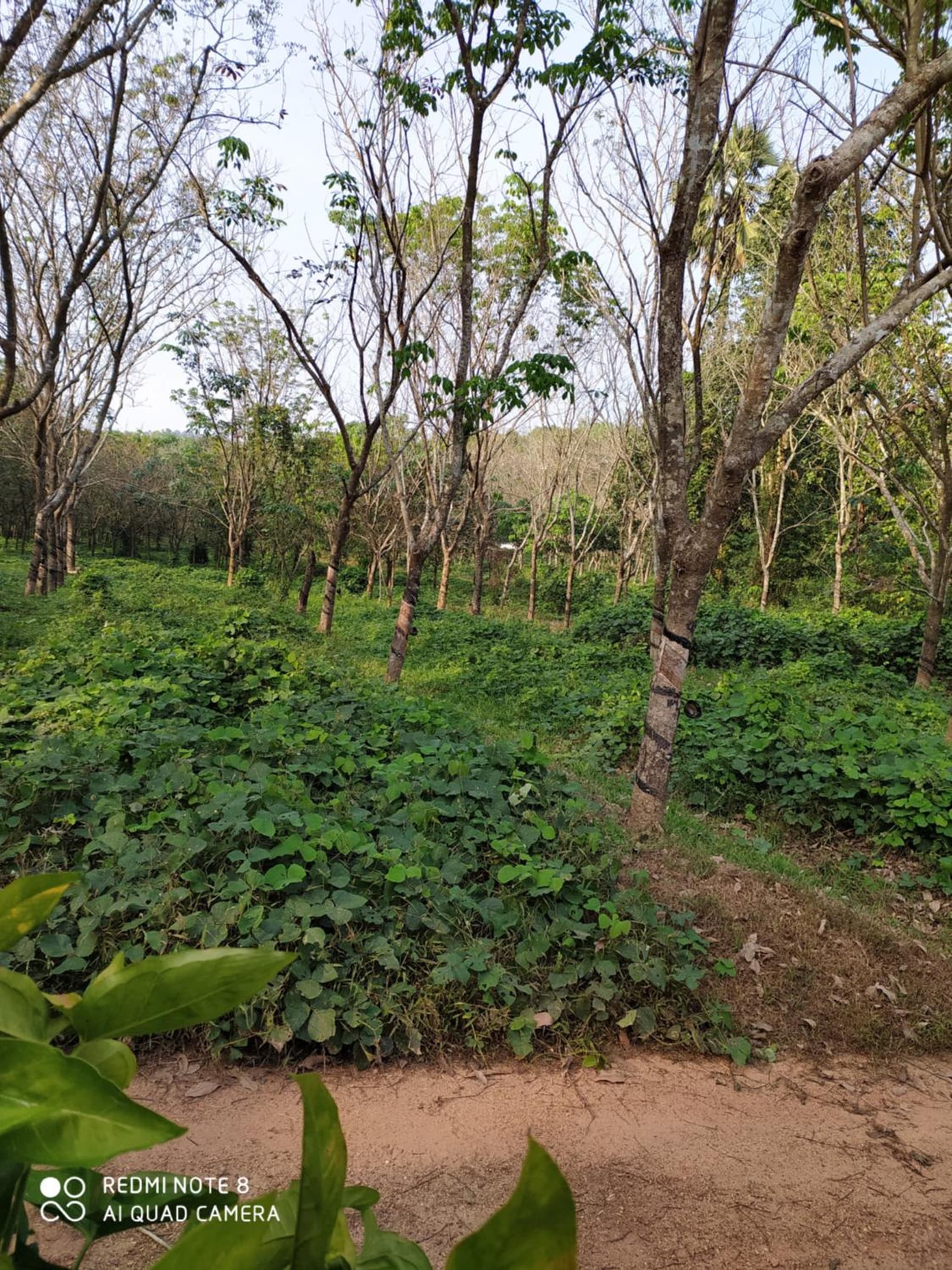 VANASIRI COTTAGE (Tourist Home) photo 9