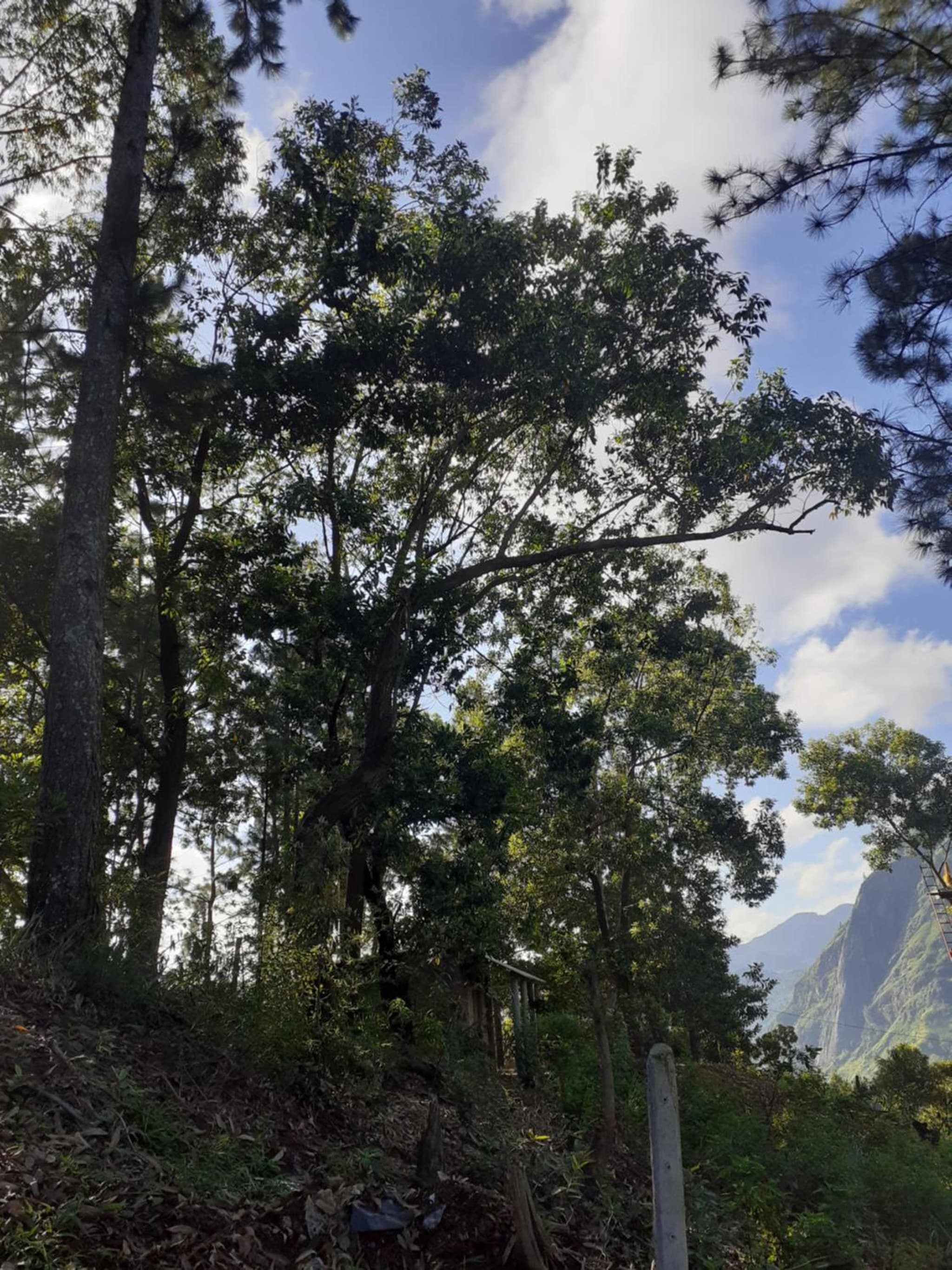 Ella Hillsite View photo 2