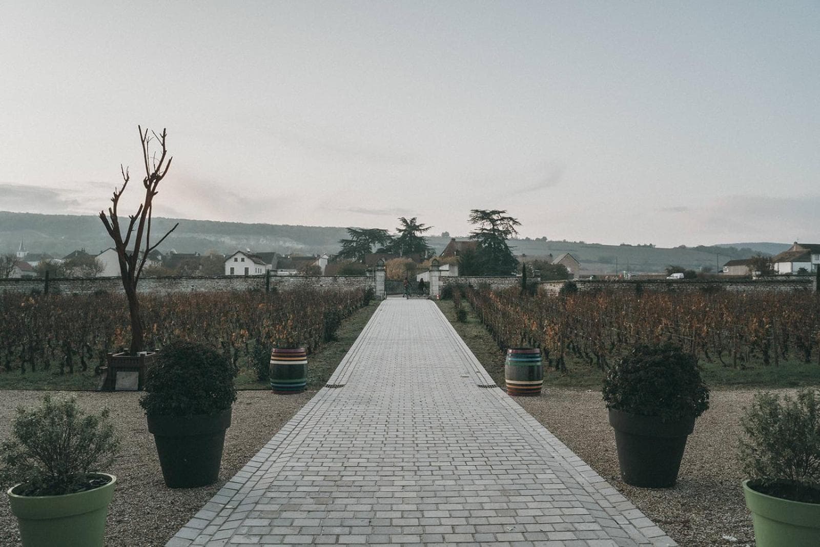 Chateau de Chassagne-Montrachet photo 5