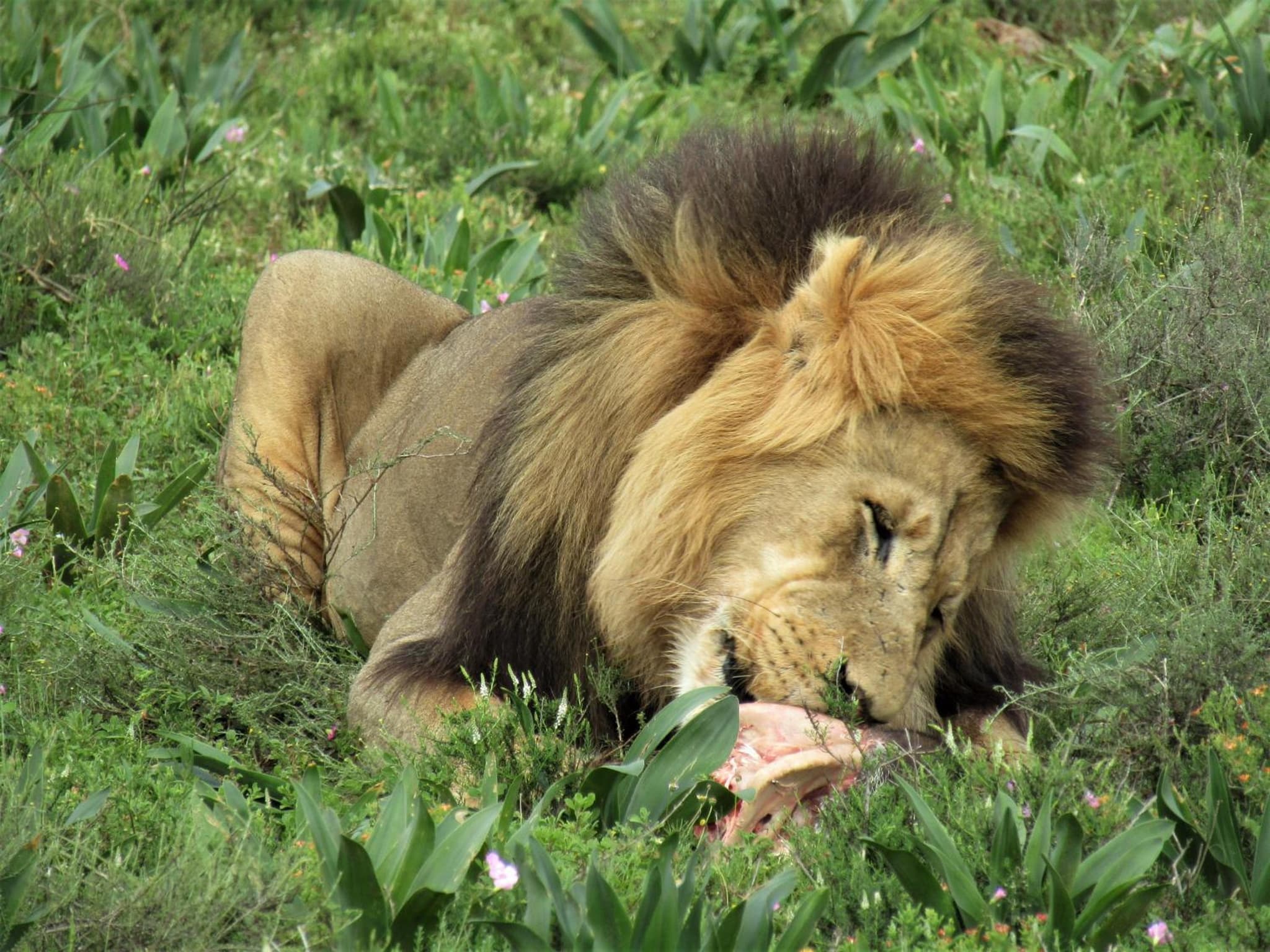 Chrislin African Lodge photo 5