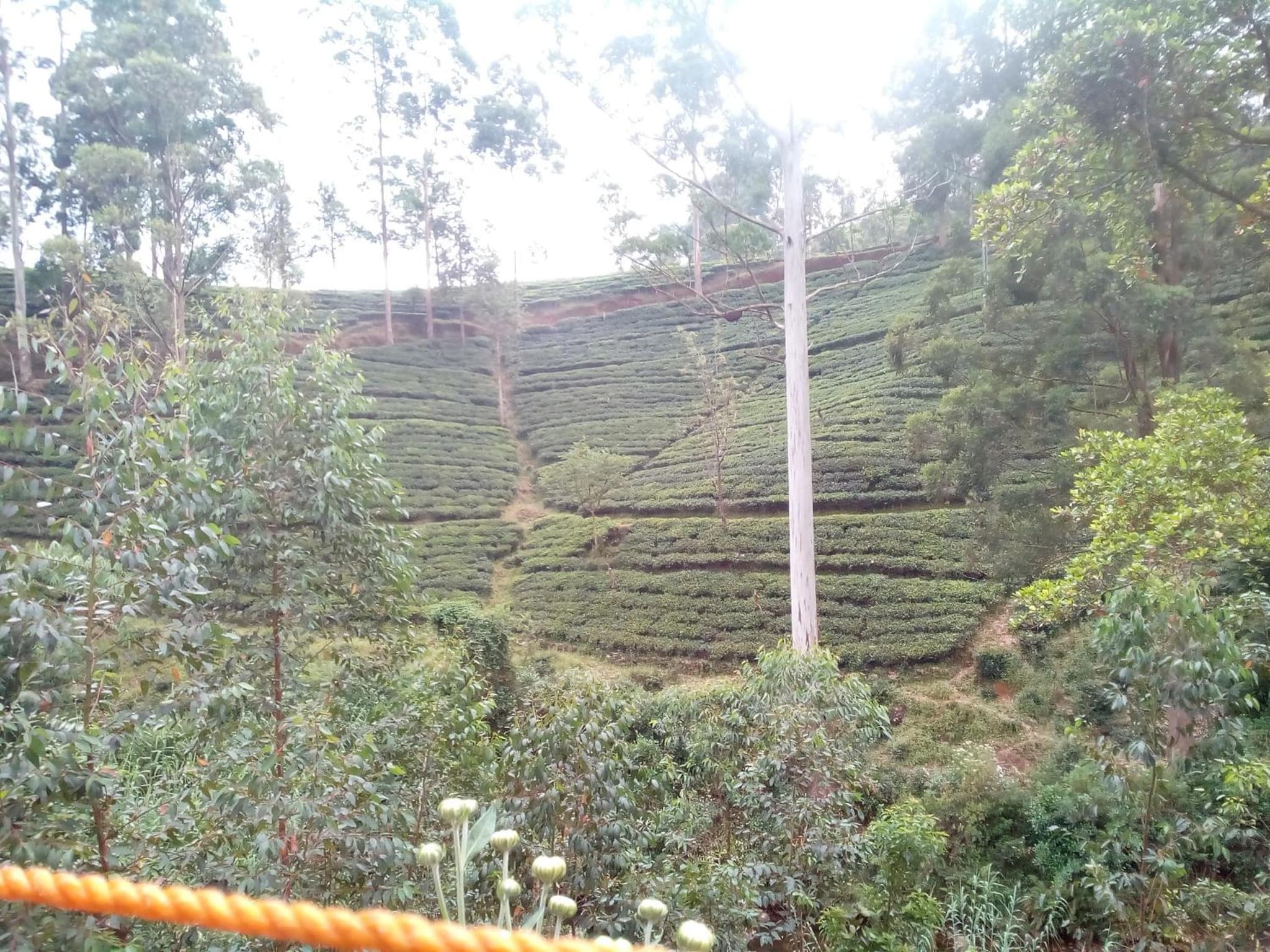 Lily adam's peak photo 8