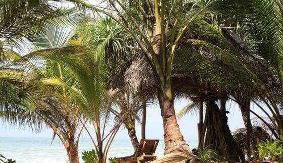 The Alpha Monkey hotel & Tree house photo 7