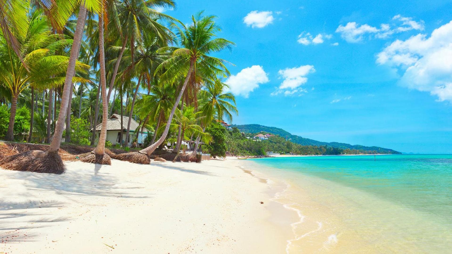 Samui Blue Bird photo 4