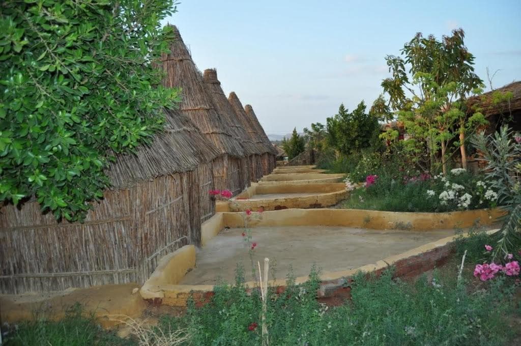 Badry Sahara Camp photo 6