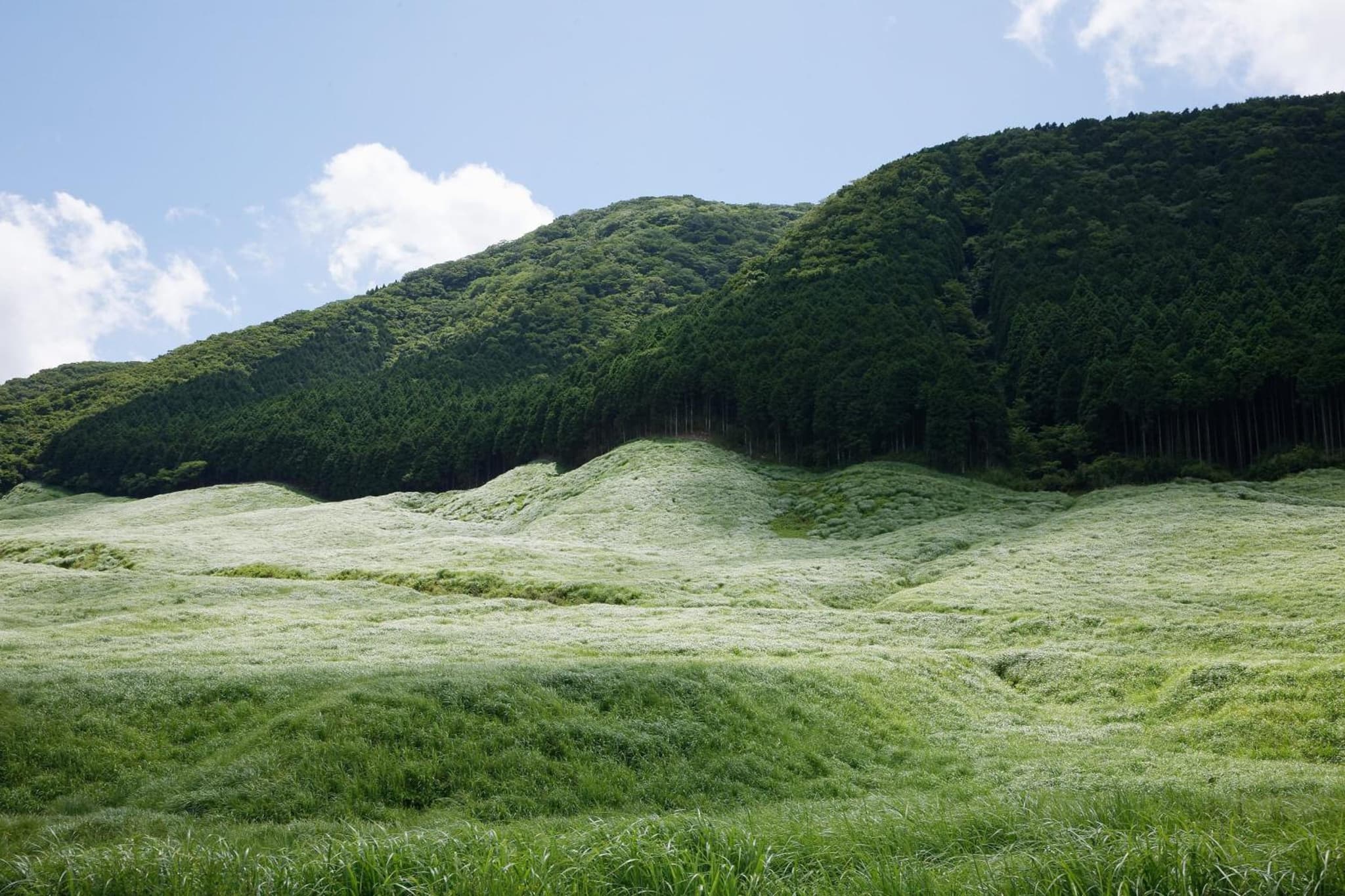 Susukinohara Ichinoyu photo 4