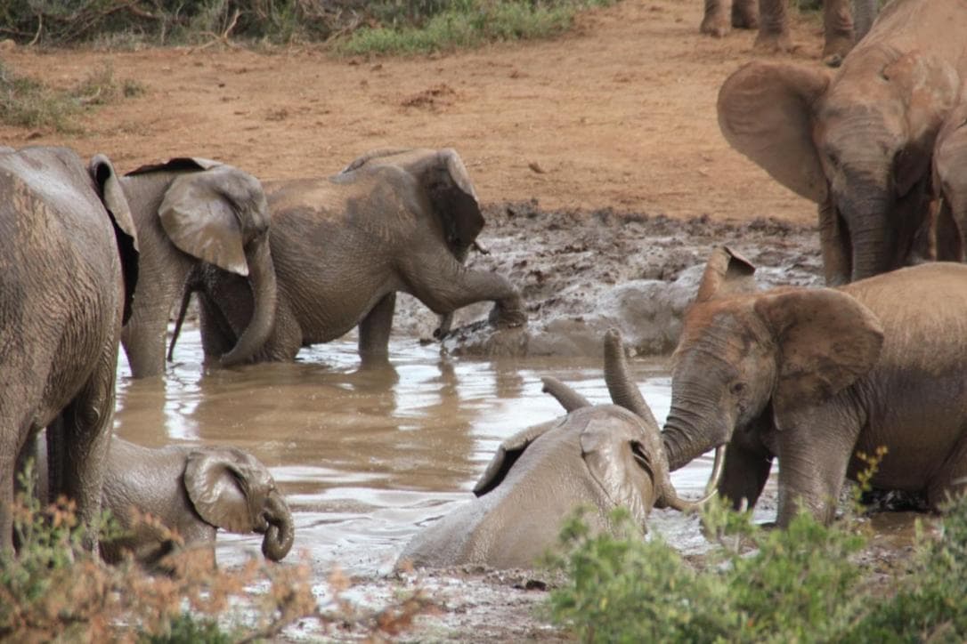 Addo African Home photo 7
