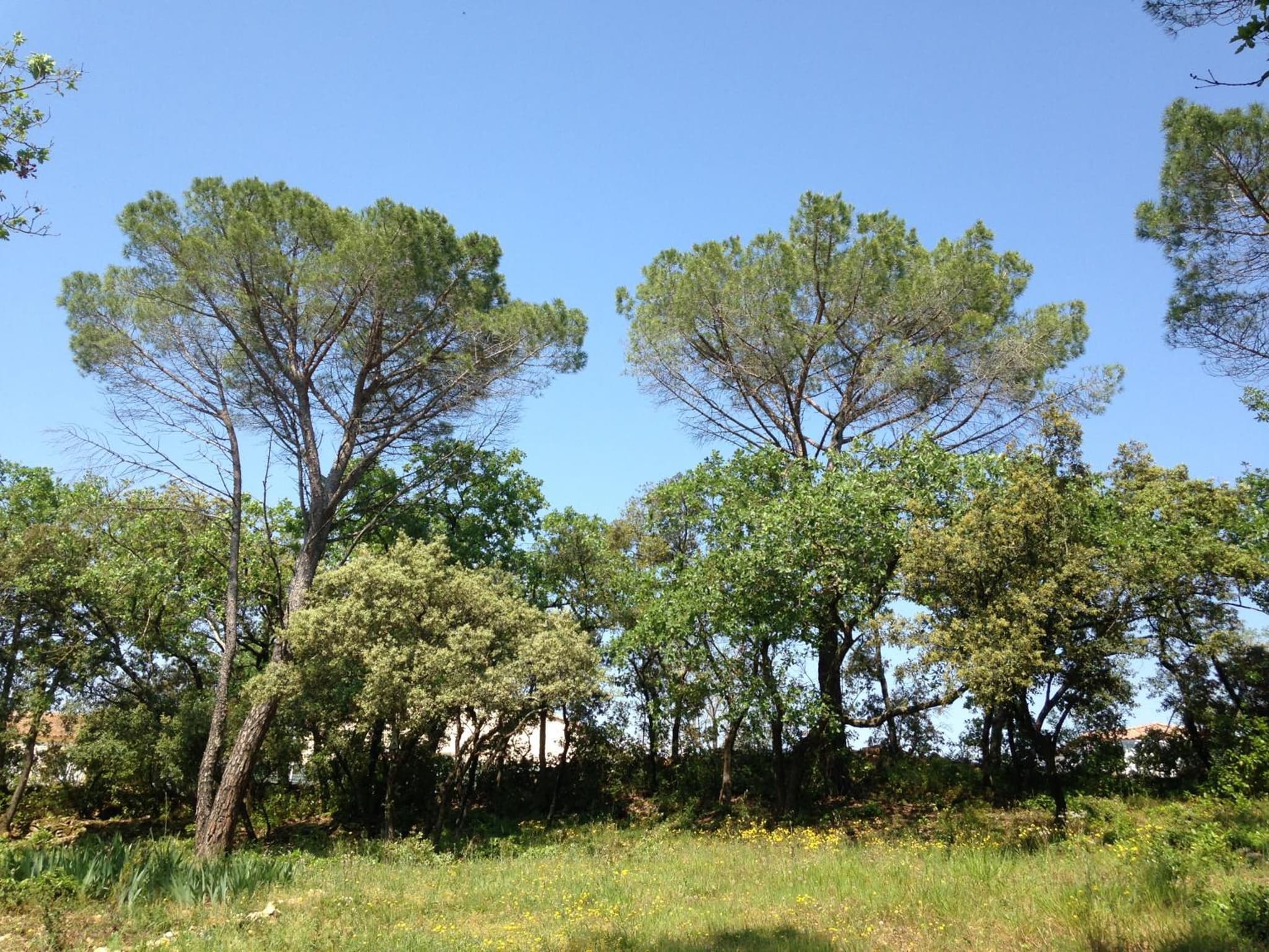 Les marguerites photo 7