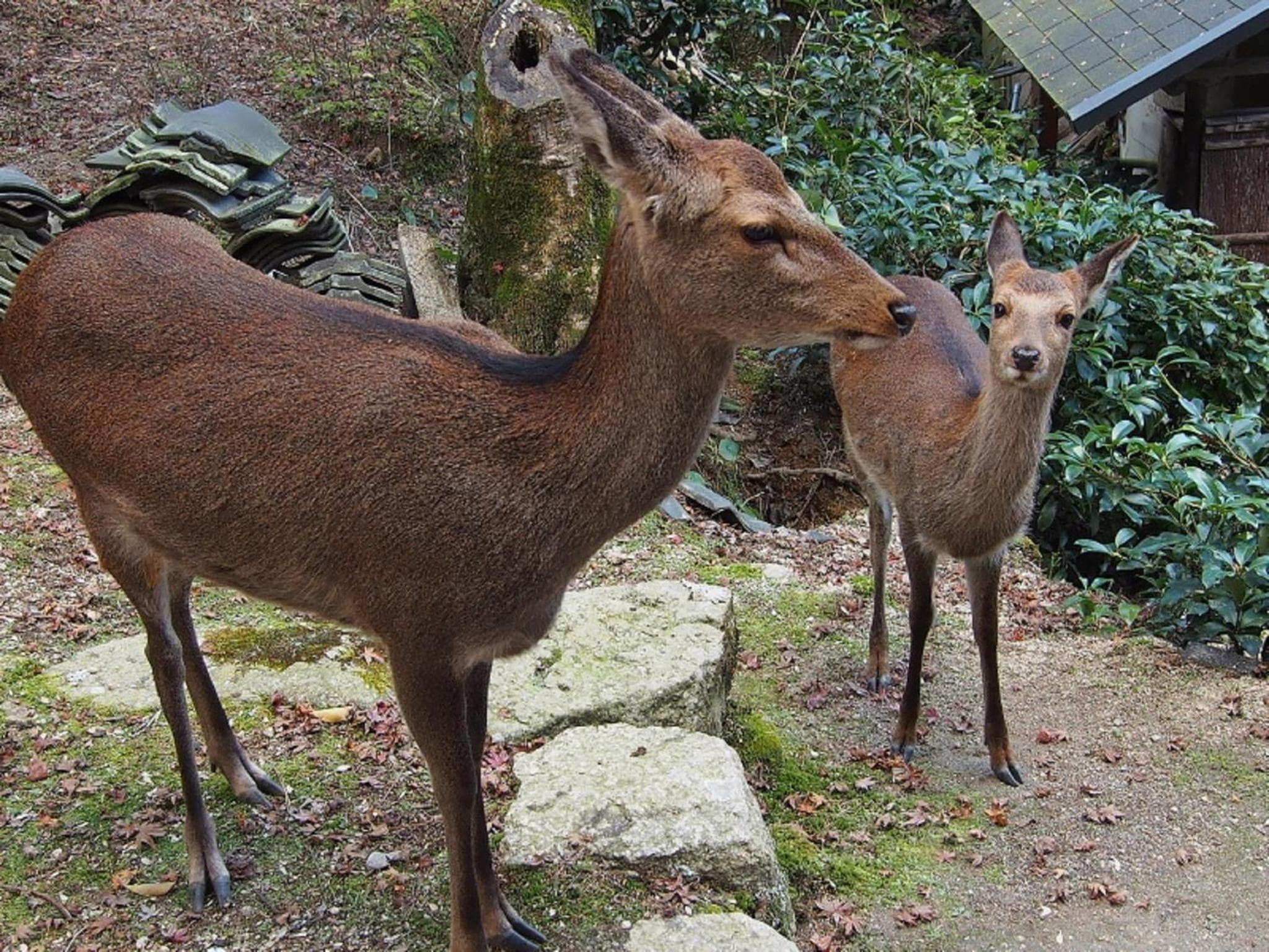 Sakuraya photo 2