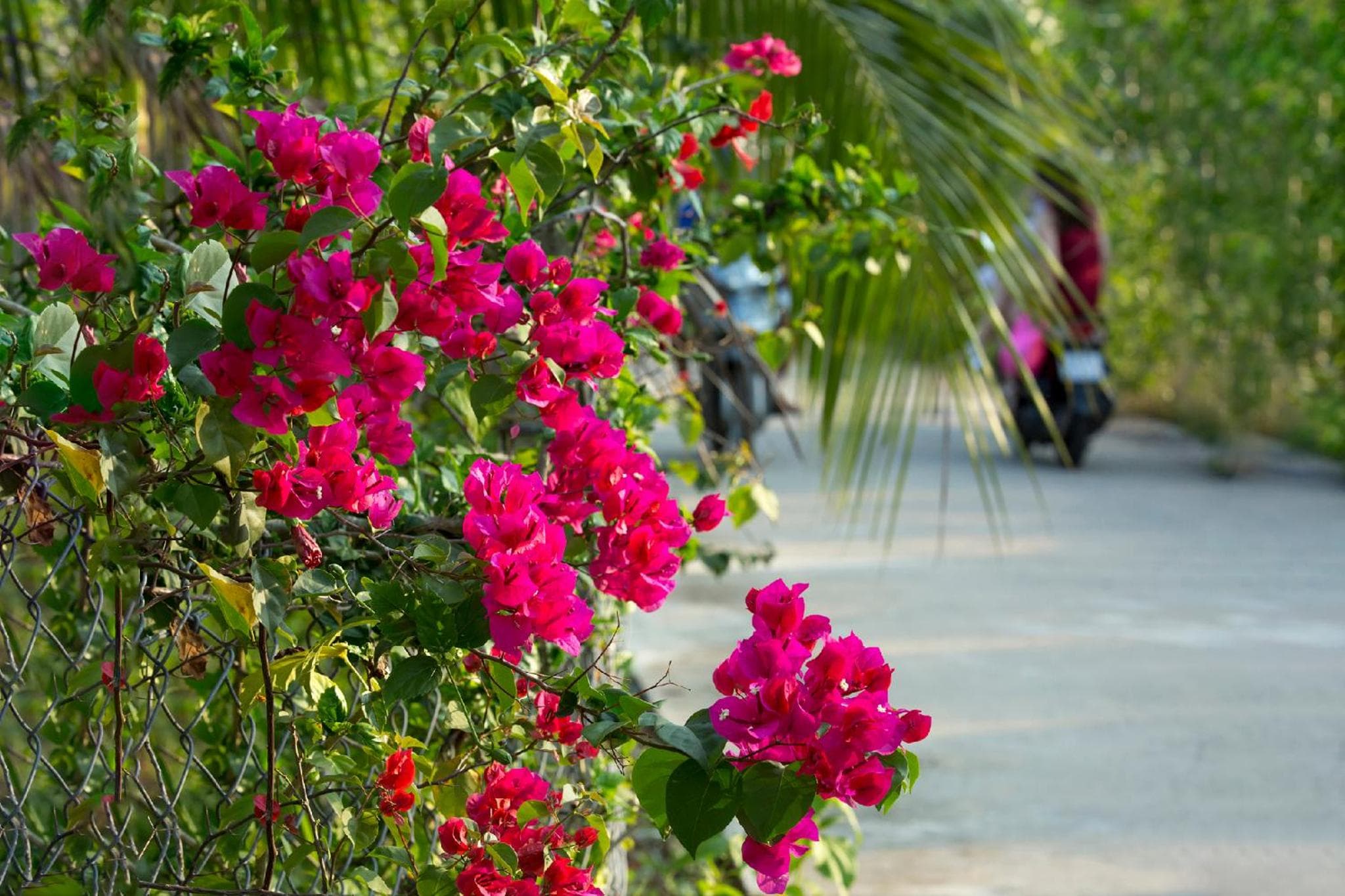 Spring Garden Homestay photo 5
