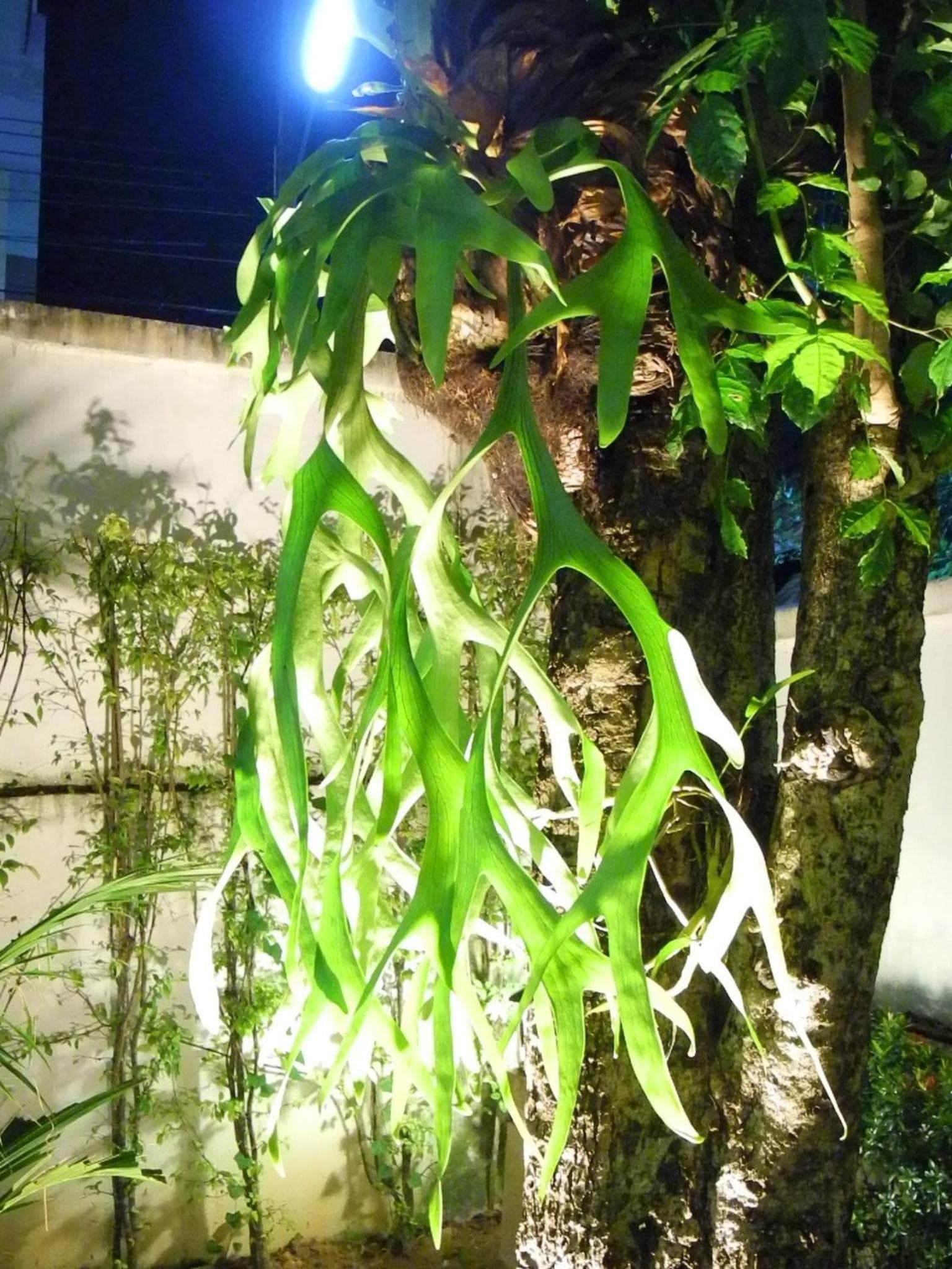 Green House Phuket photo 5