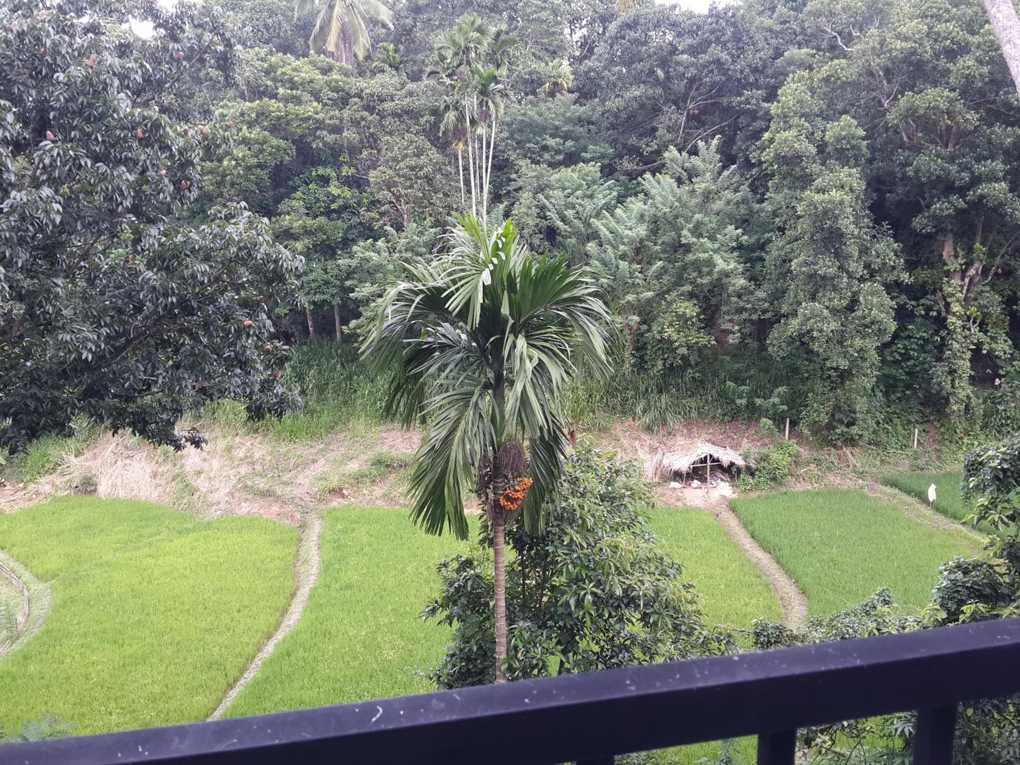 Hanthana view photo 4
