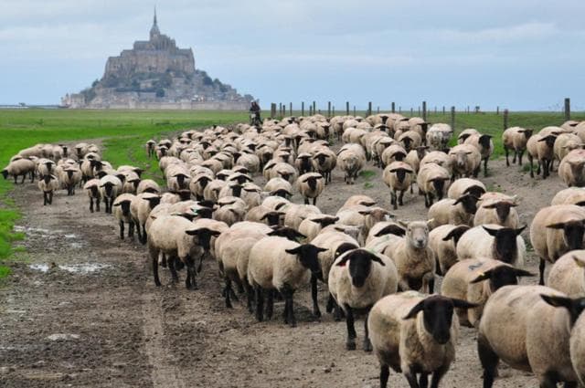 Chambres d'hôtes La Rive - Le Mont Saint Michel photo 2