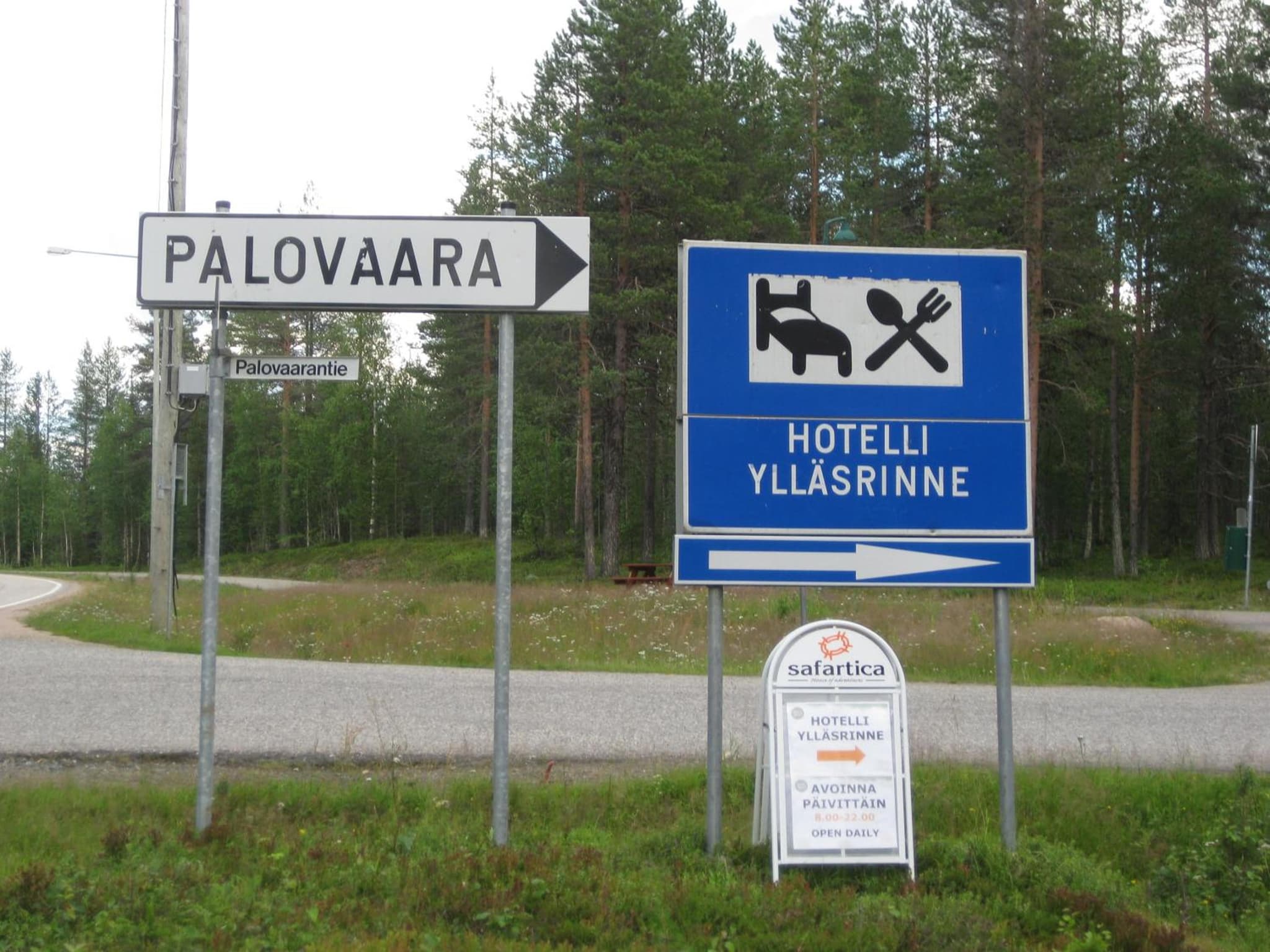 Tunturikoivu photo 7