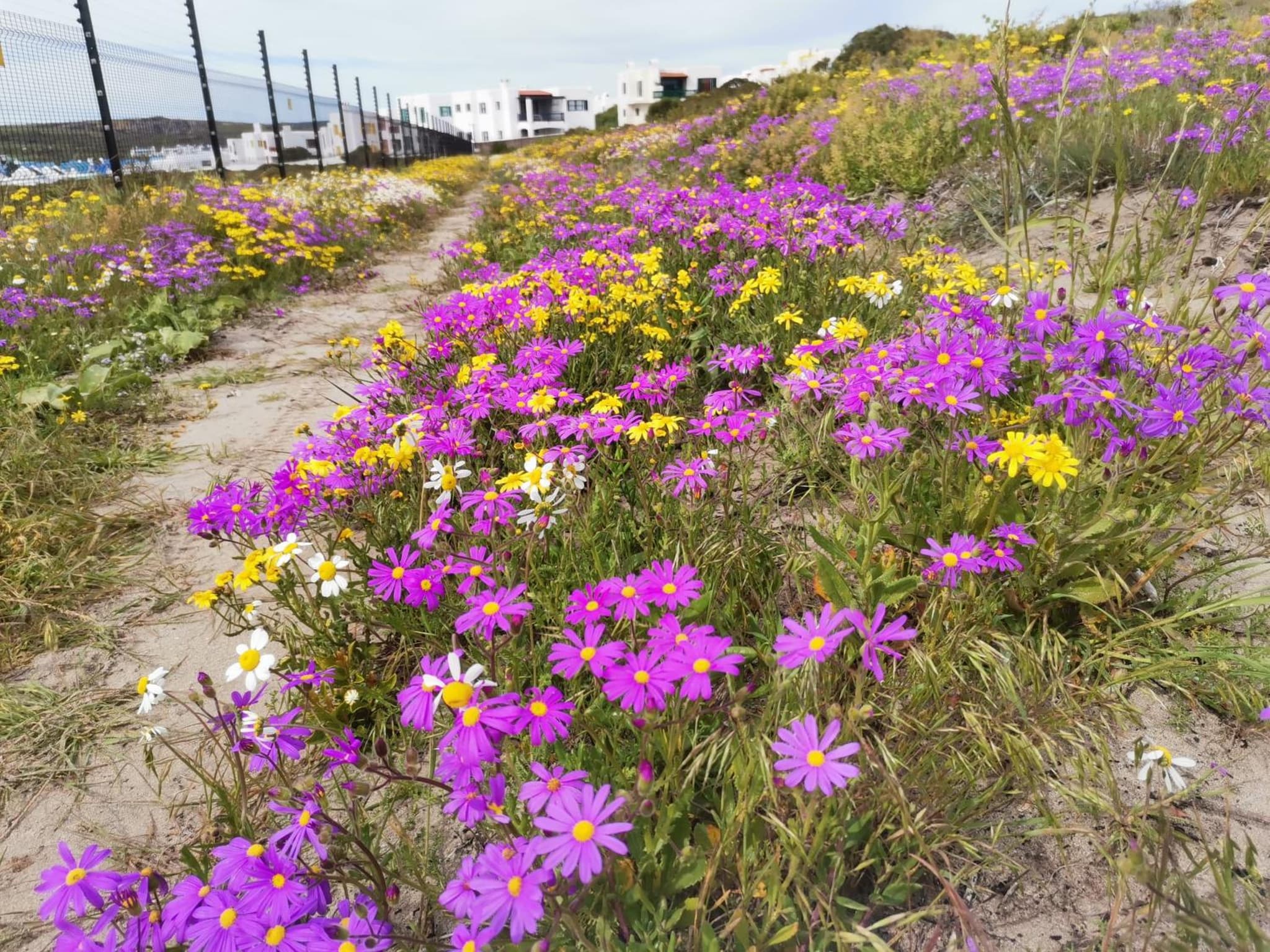 Langebaan Paradise Beach 9 Elara photo 4