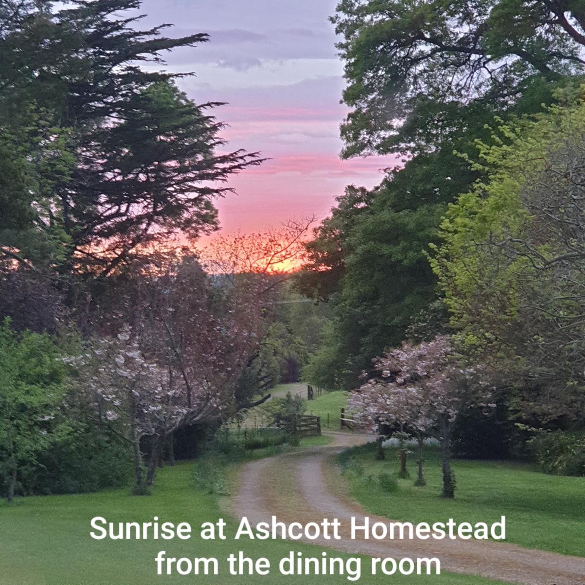 Ashcott Homestead Bed & Breakfast photo 5