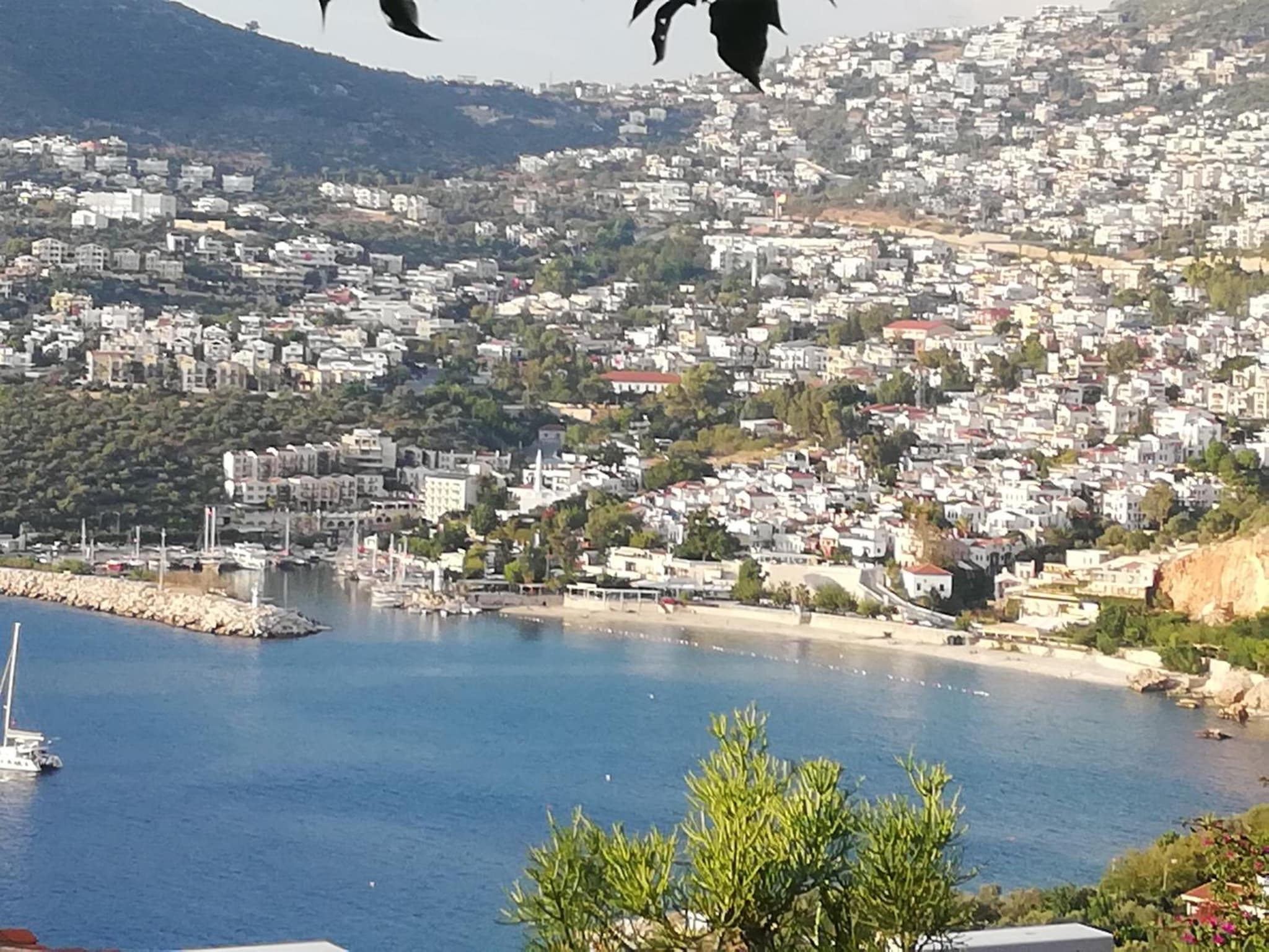Sea view Bougainvillea 52 photo 8
