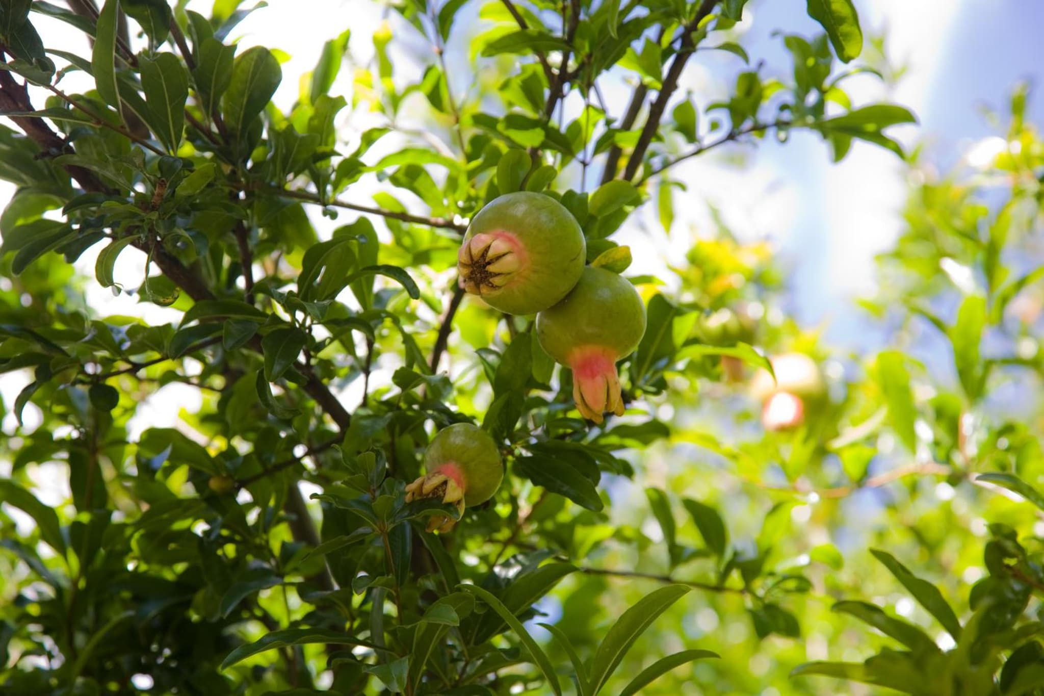 La Grenadine photo 8