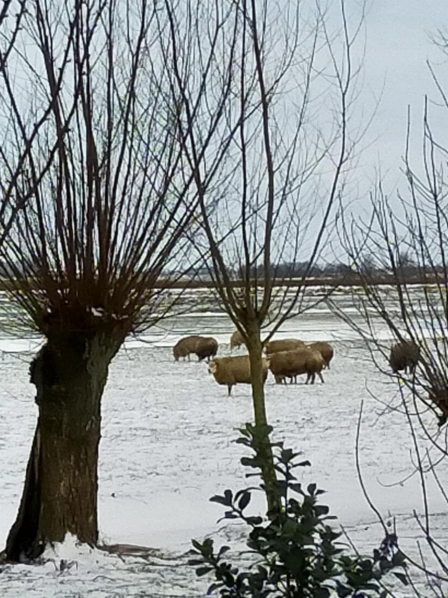 Het Kraaienbosch photo 3