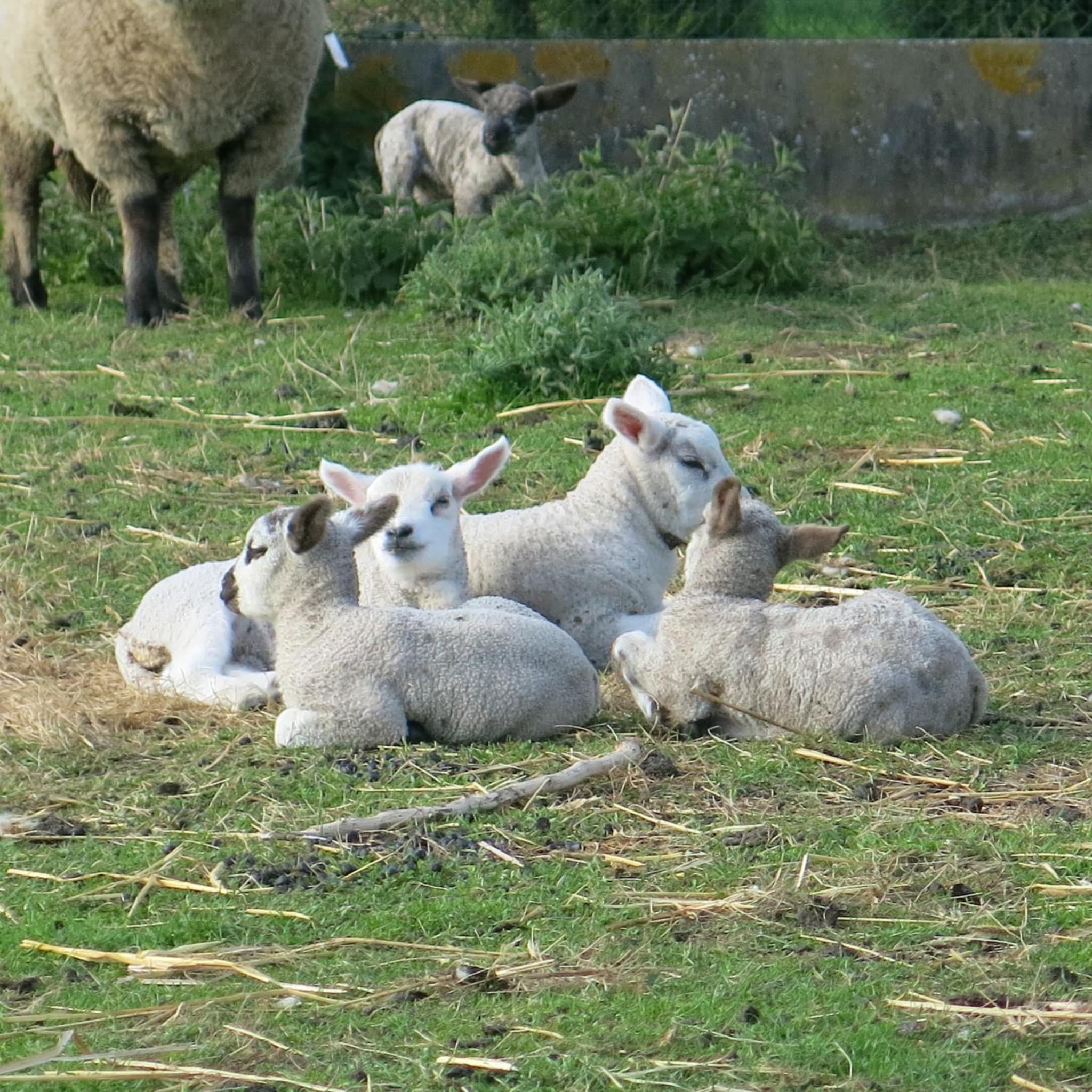 Hoeve Chartreuse photo 9