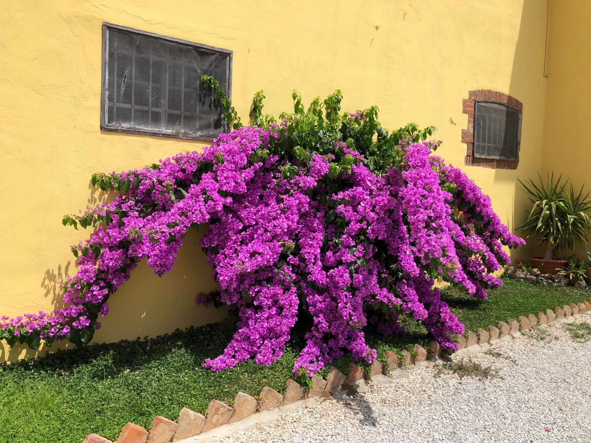 La Nana Gialla photo 6