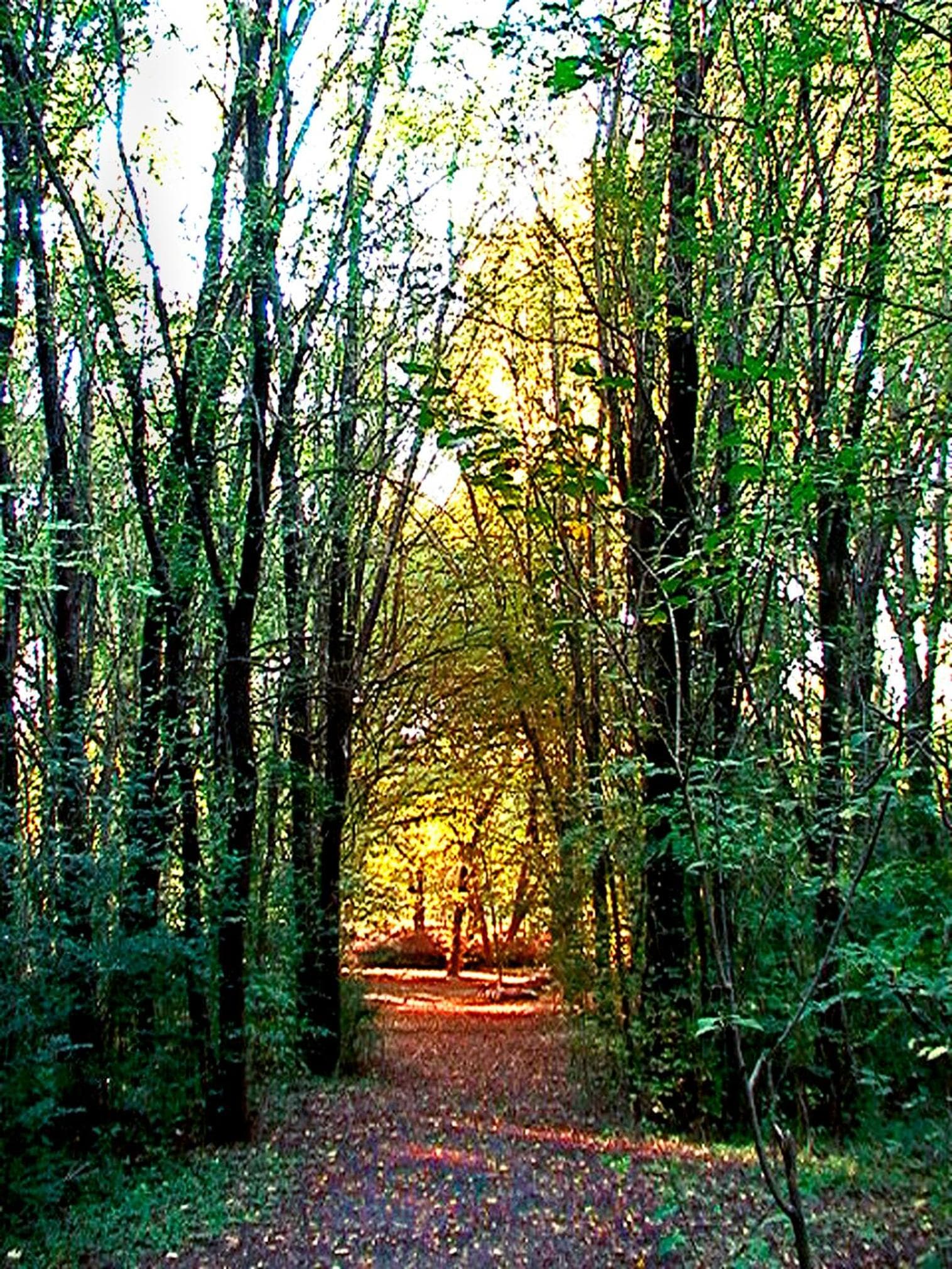 Cabañas Am Bach photo 7