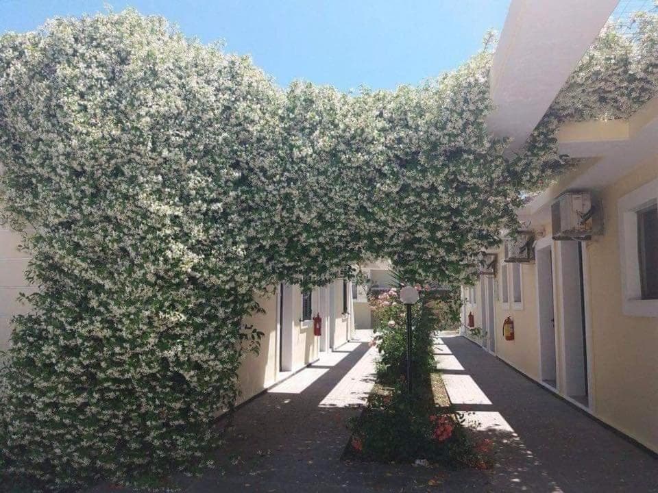 Monika Hotel Sidari photo 2