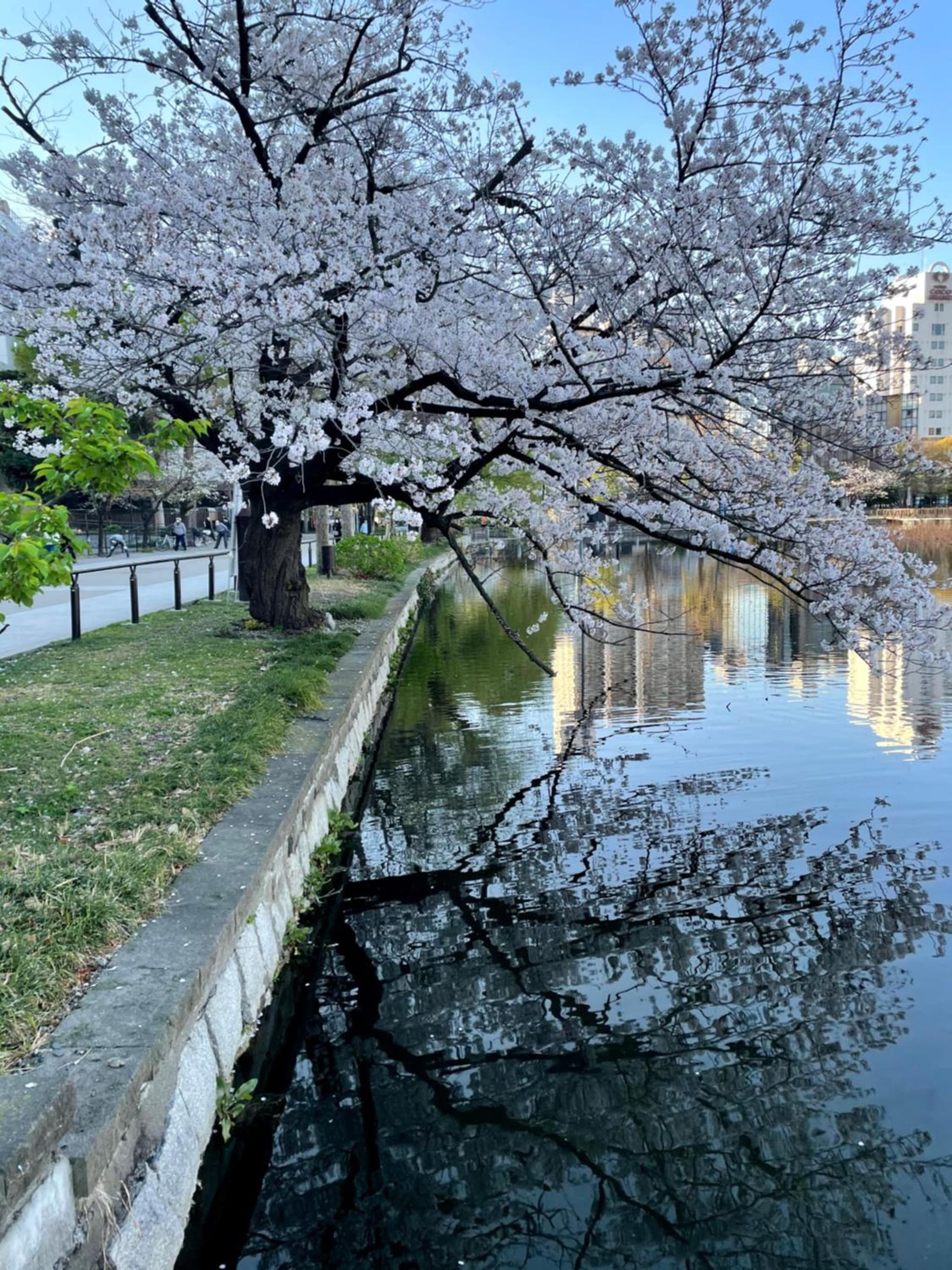 Four Points Flex by Sheraton Tokyo Ueno photo 7
