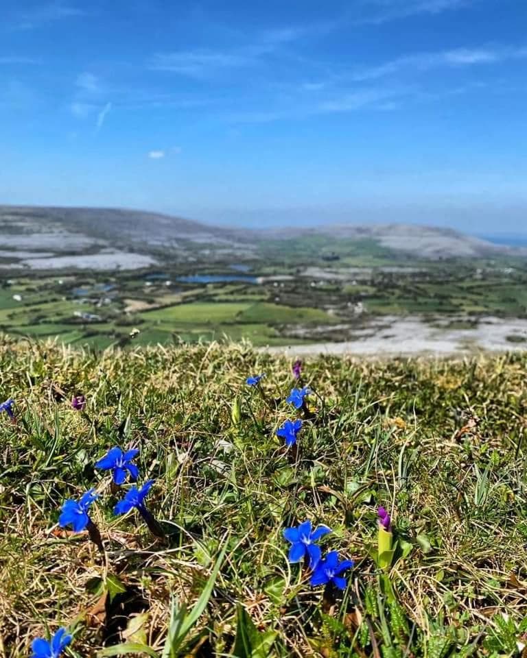Burren Rock Farmhouse B&B photo 3