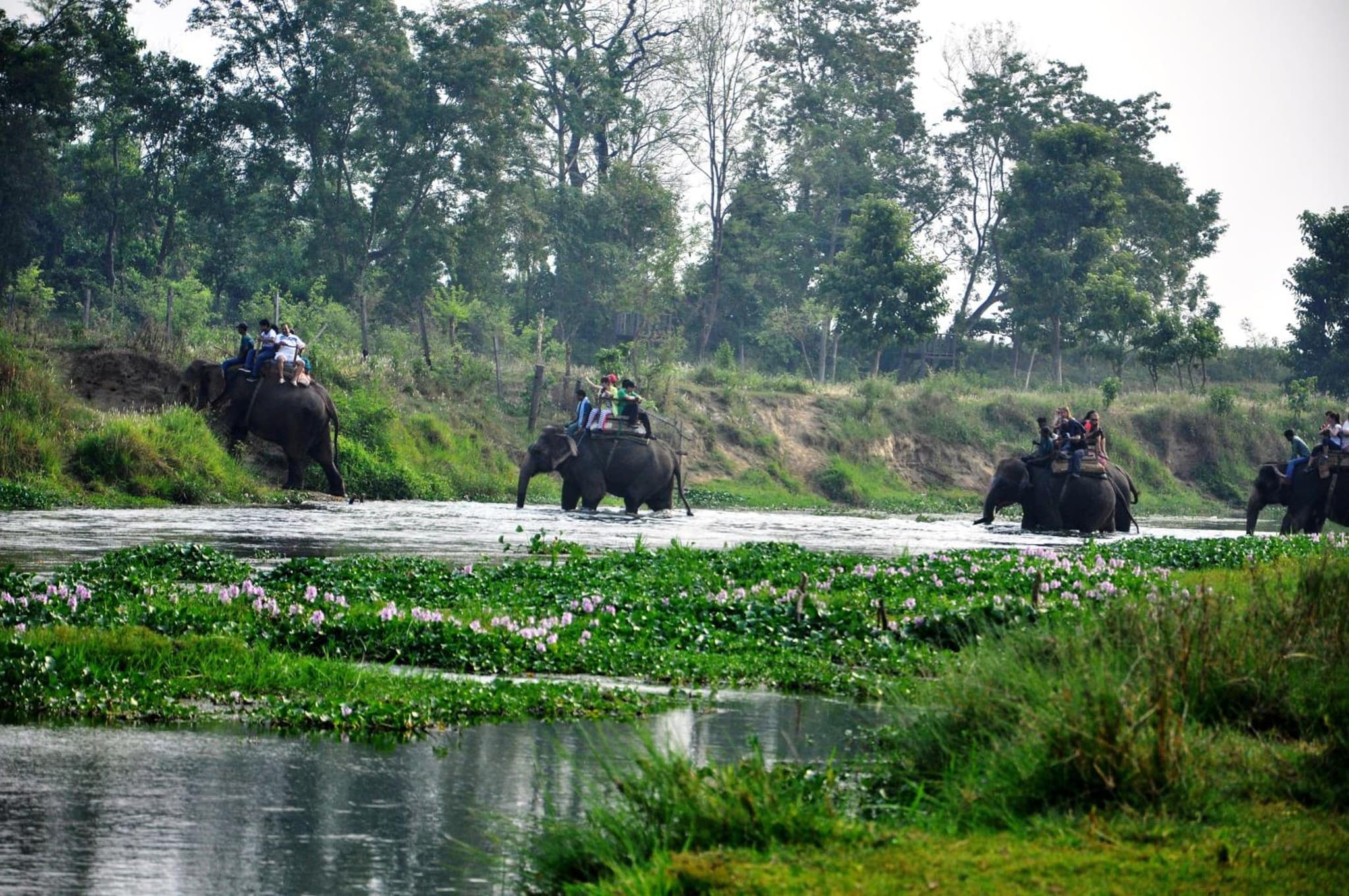 Chitwan Paradise Hotel photo 3