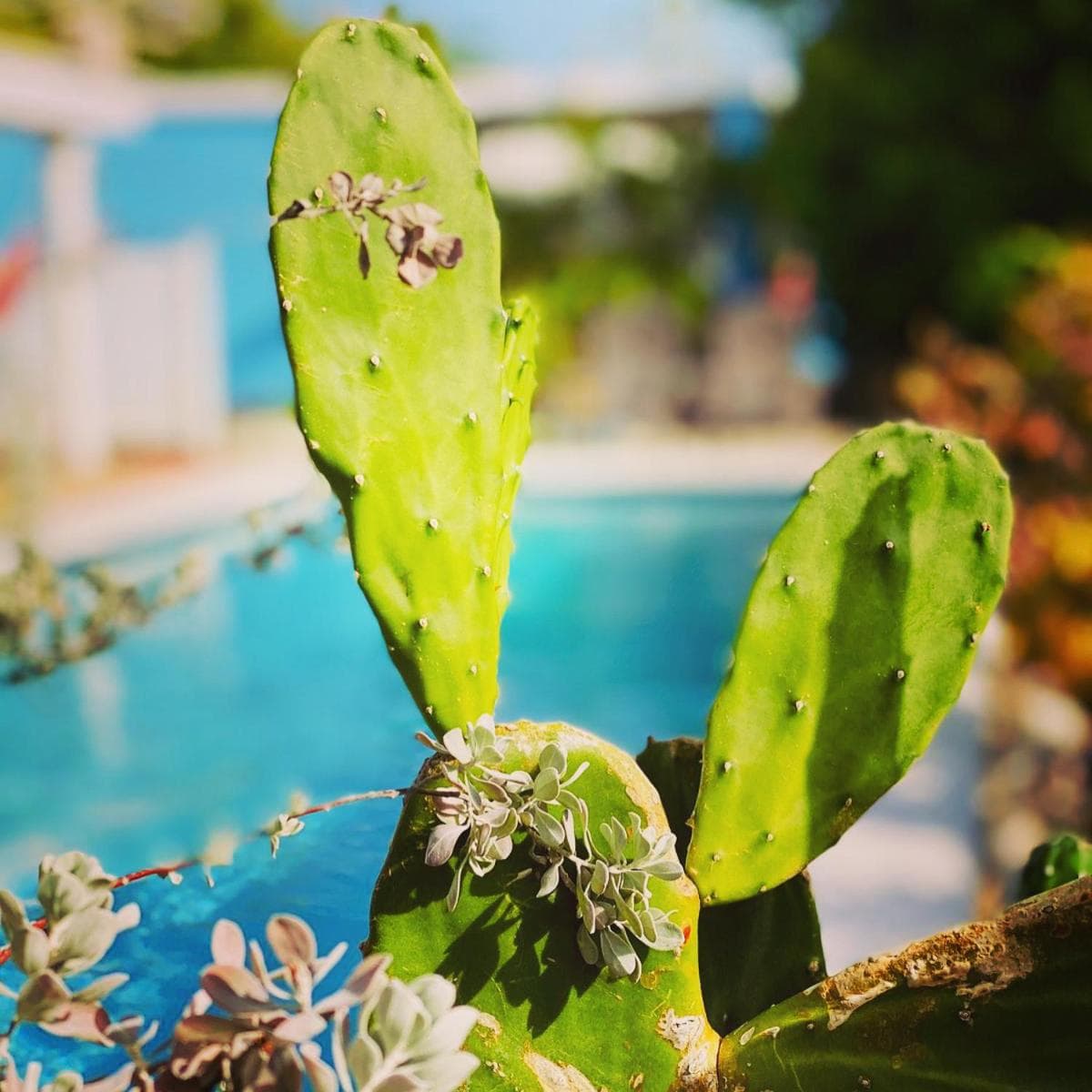 Tropical Breeze "Dushi Bida" photo 5