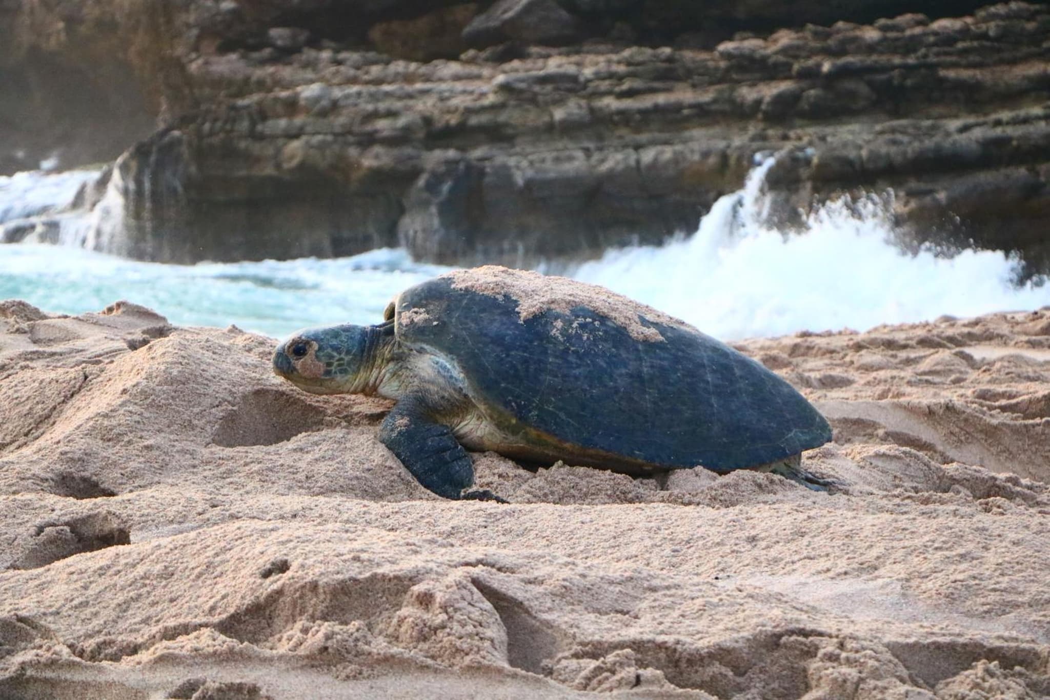 Turtle Guest House photo 4
