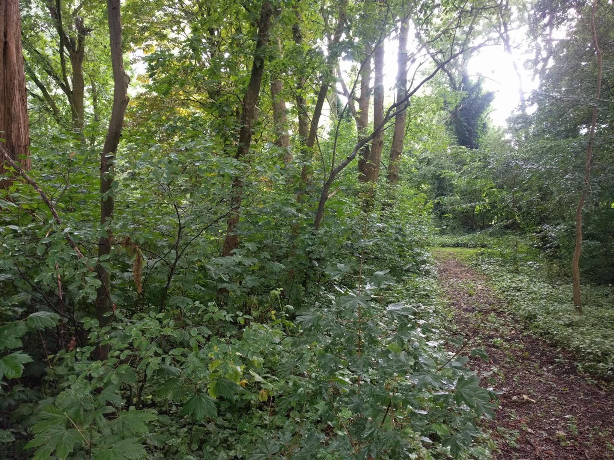 Kwadijkerbos photo 3