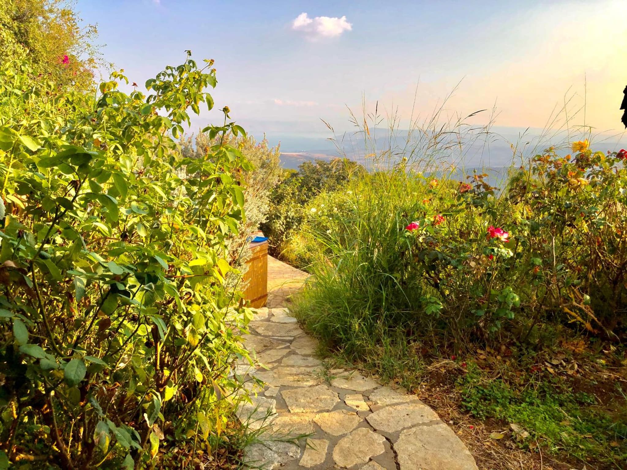 Rose Garden - Gan Vradim photo 8