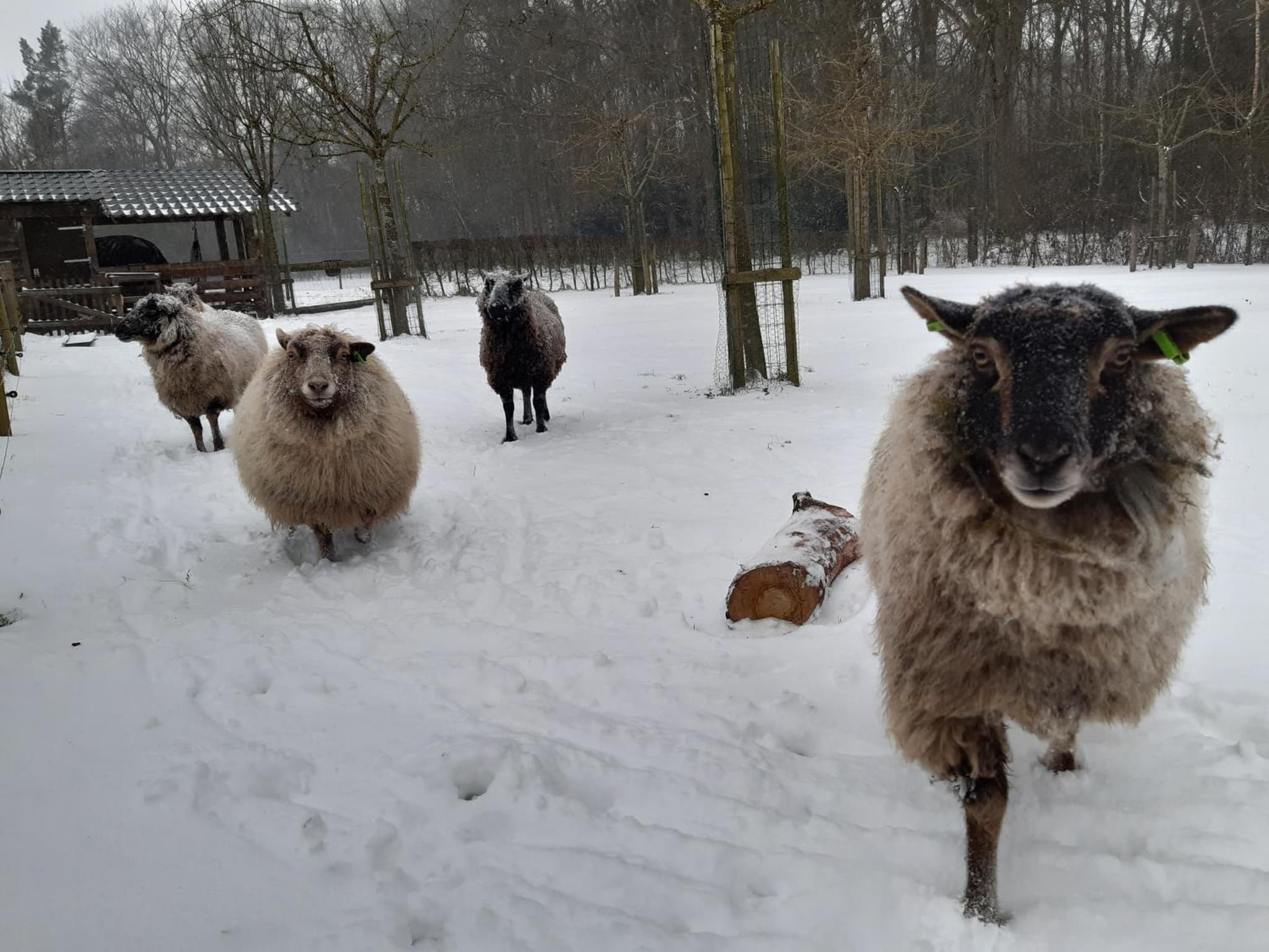 Hoeve Op Vollenhof photo 3