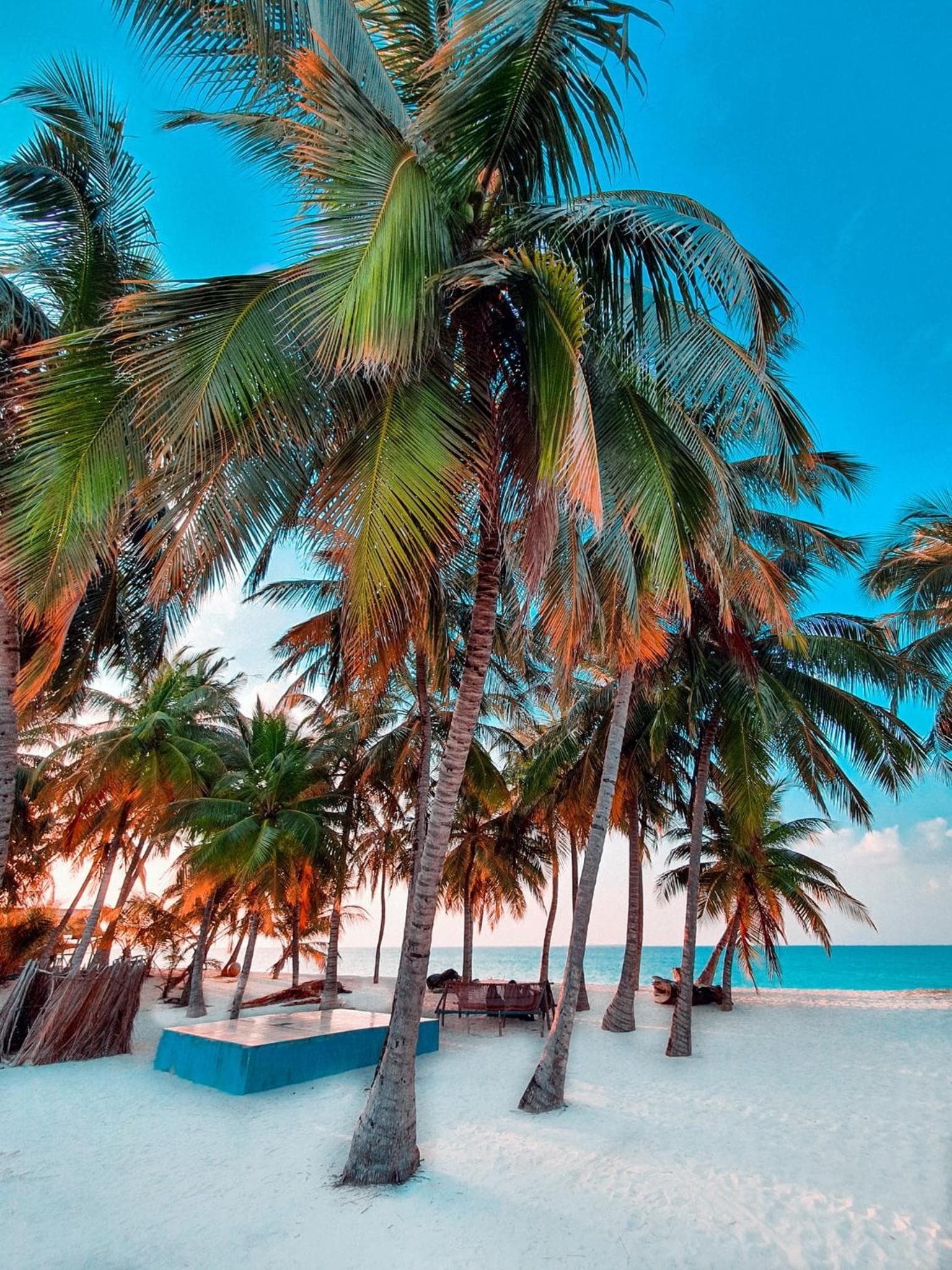 Blue Coral Vashafaru Maldives photo 2