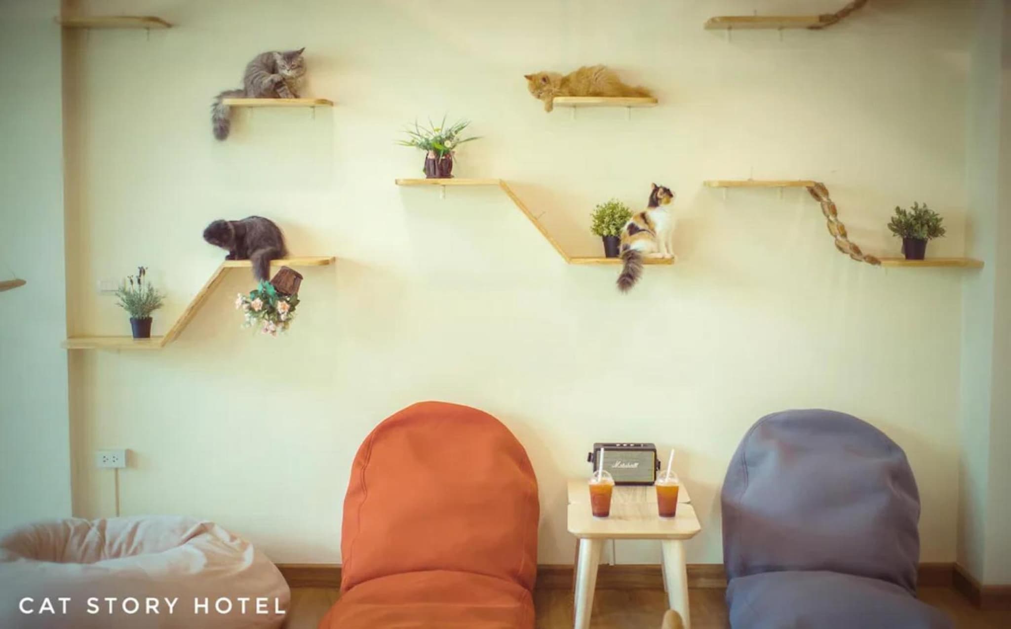 Cat Story Hotel photo 3
