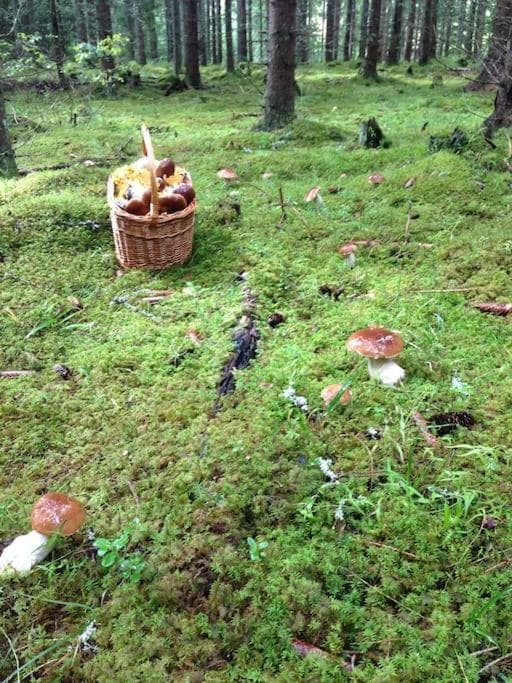 Solhem Terrassen photo 8
