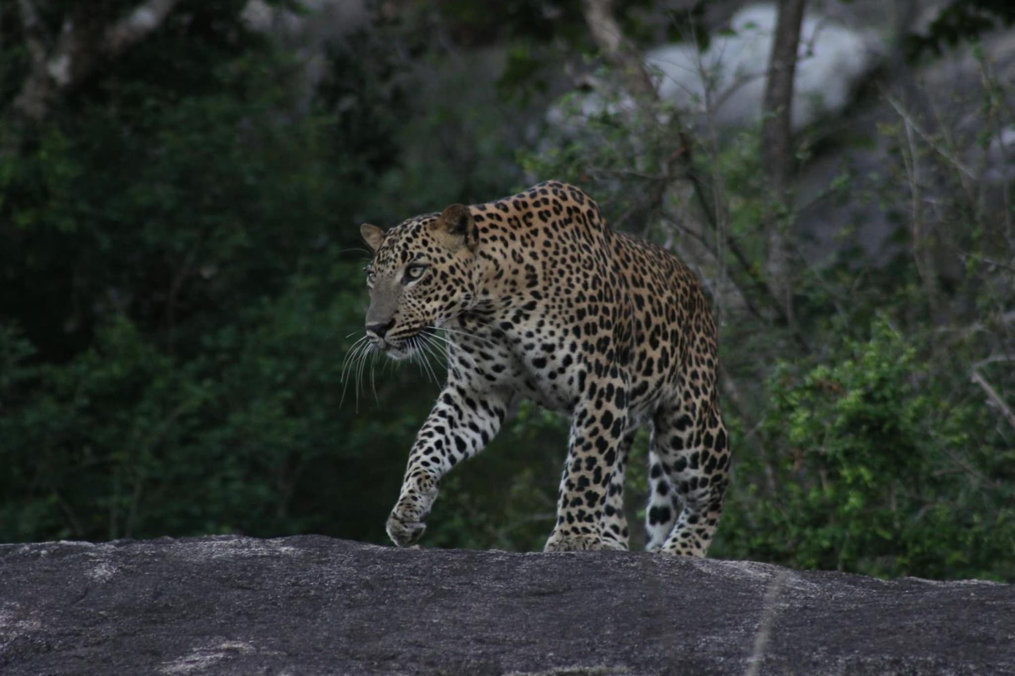 Kele Yala photo 9