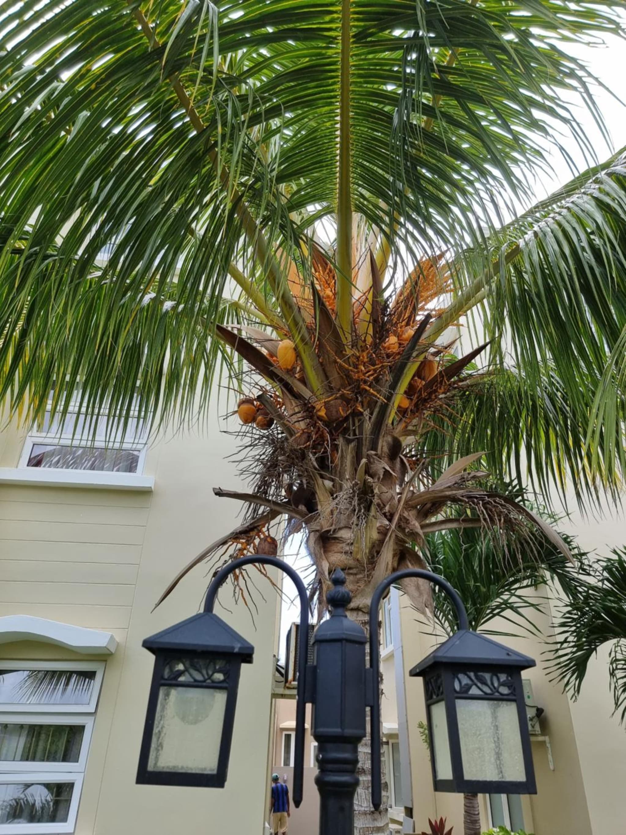 Coconut Palm Retreat photo 2