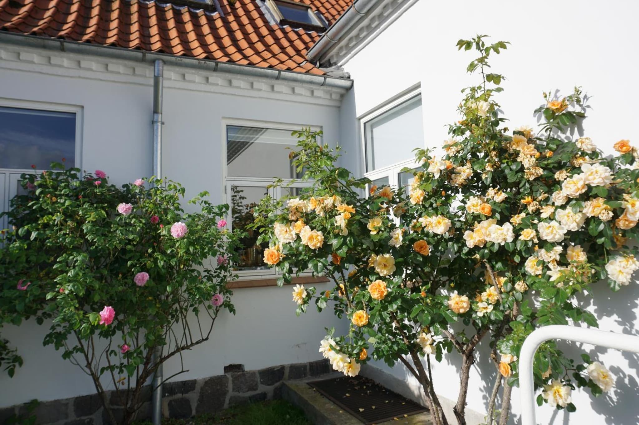 Old Roses Guesthouse photo 8