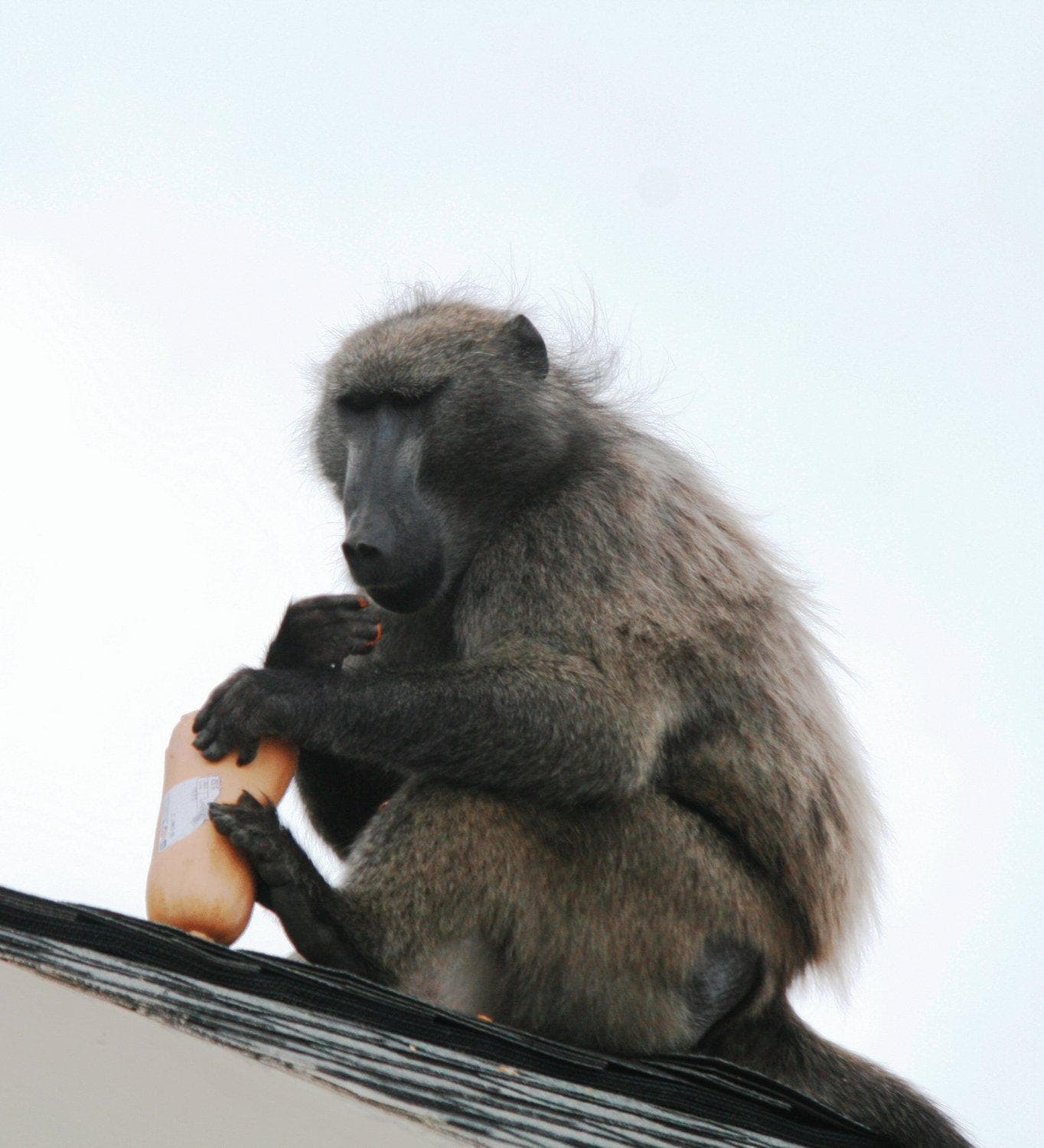 Simon’s Town Guest House photo 3