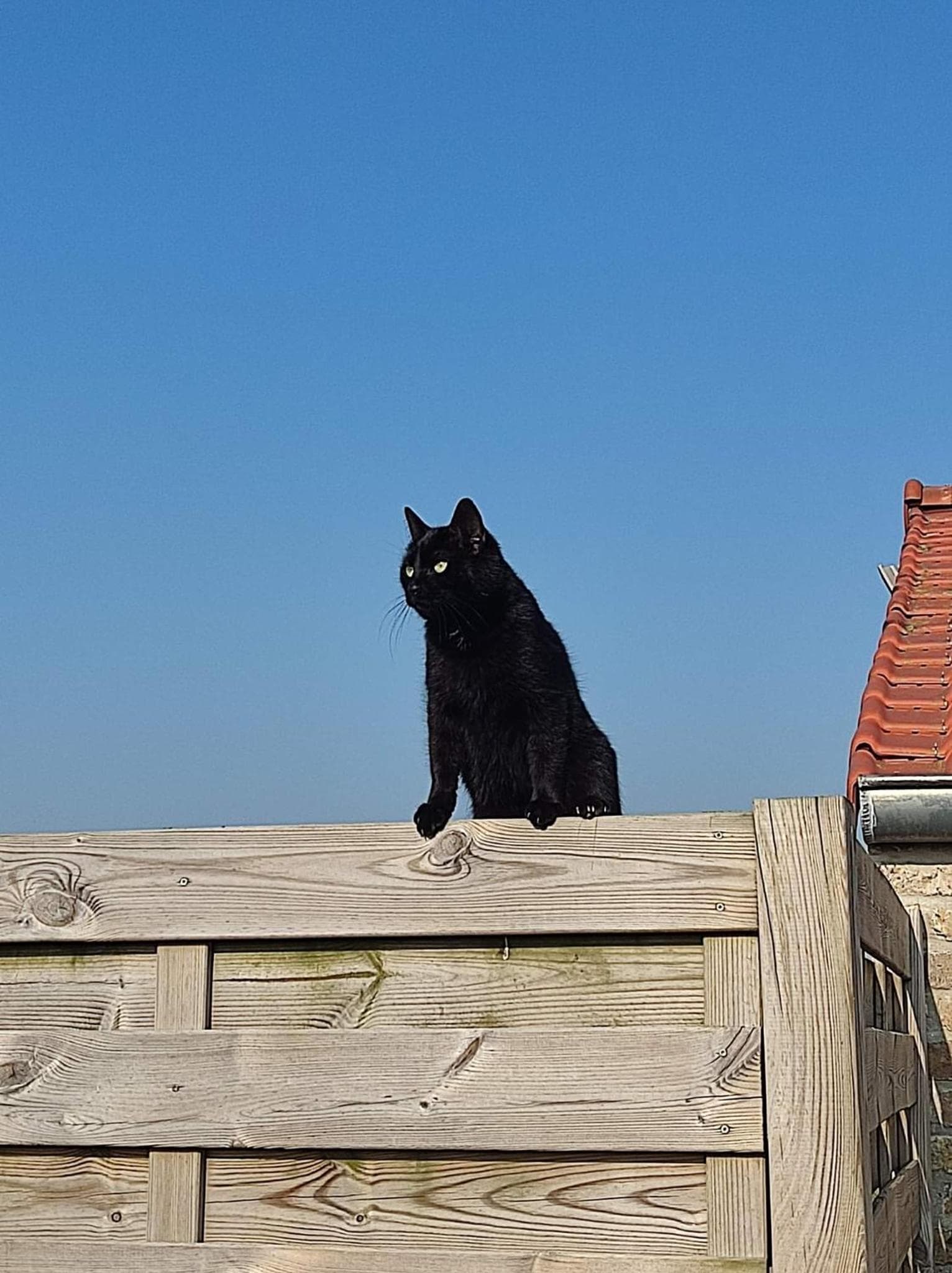 de blinker photo 3