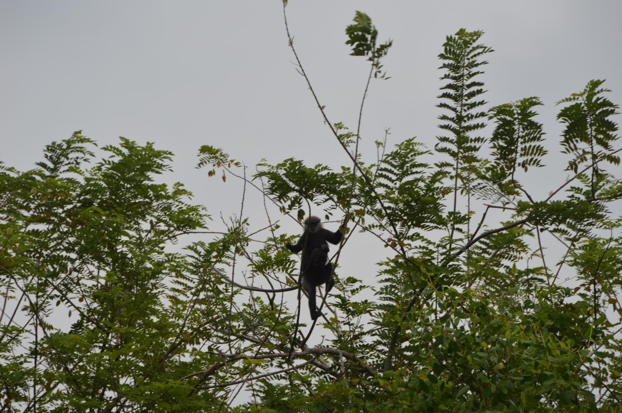 Villa Bird Gate photo 5