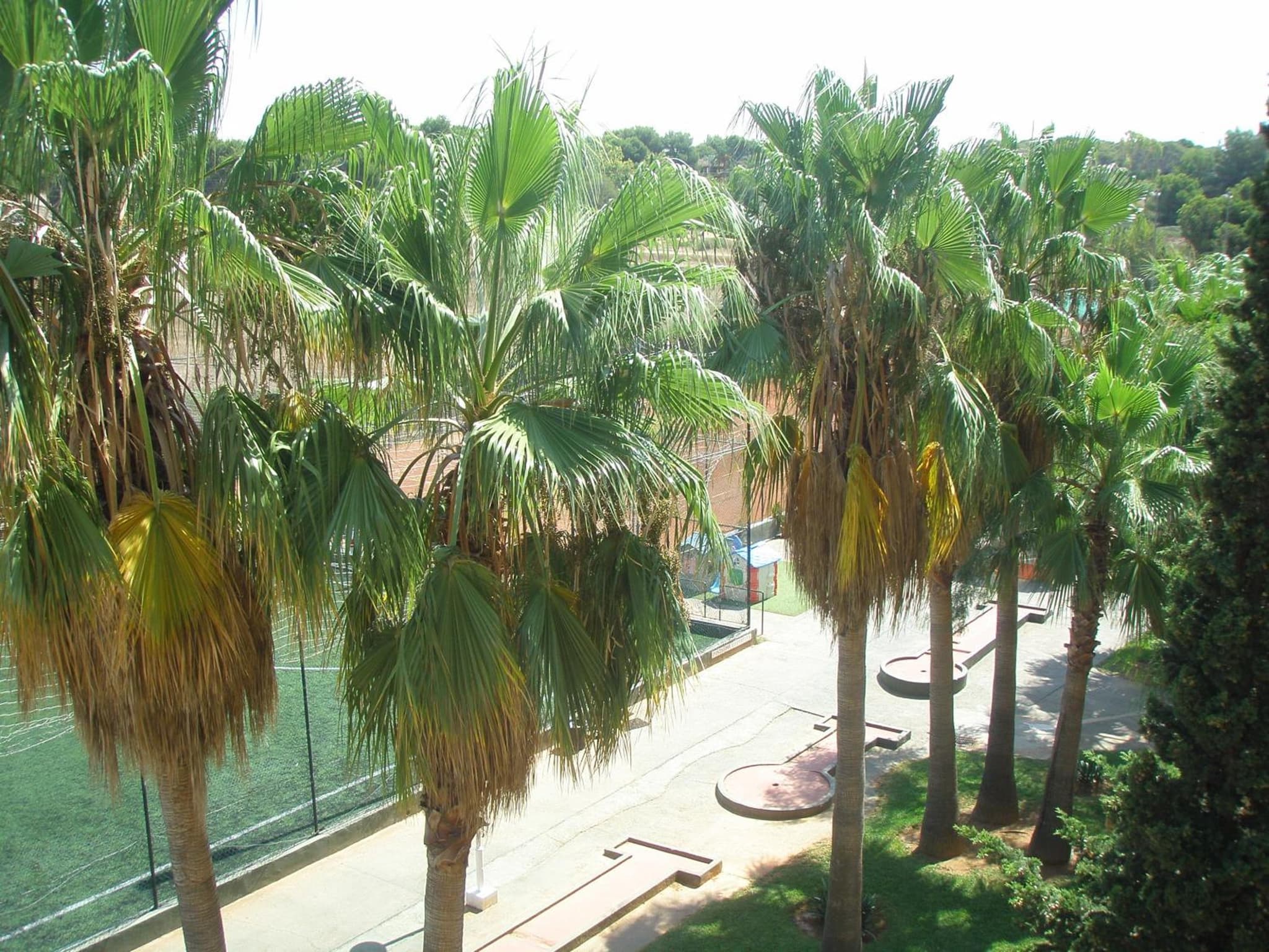 Hotel Don Miguel Playa photo 4