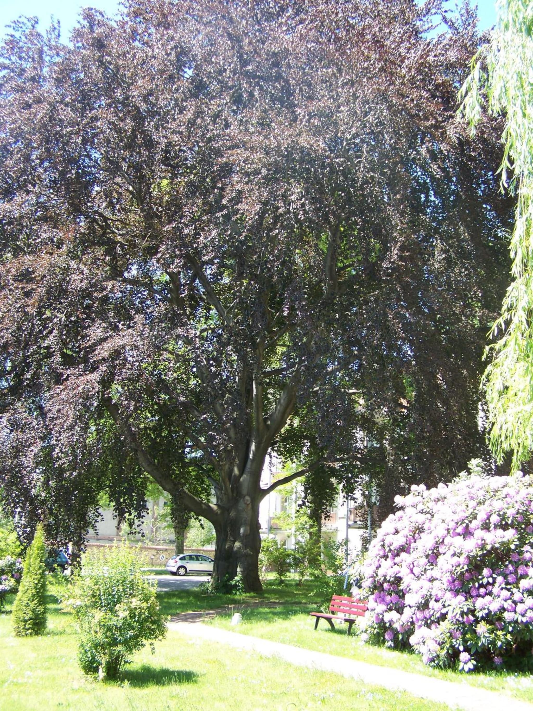Dresdner Hof photo 4