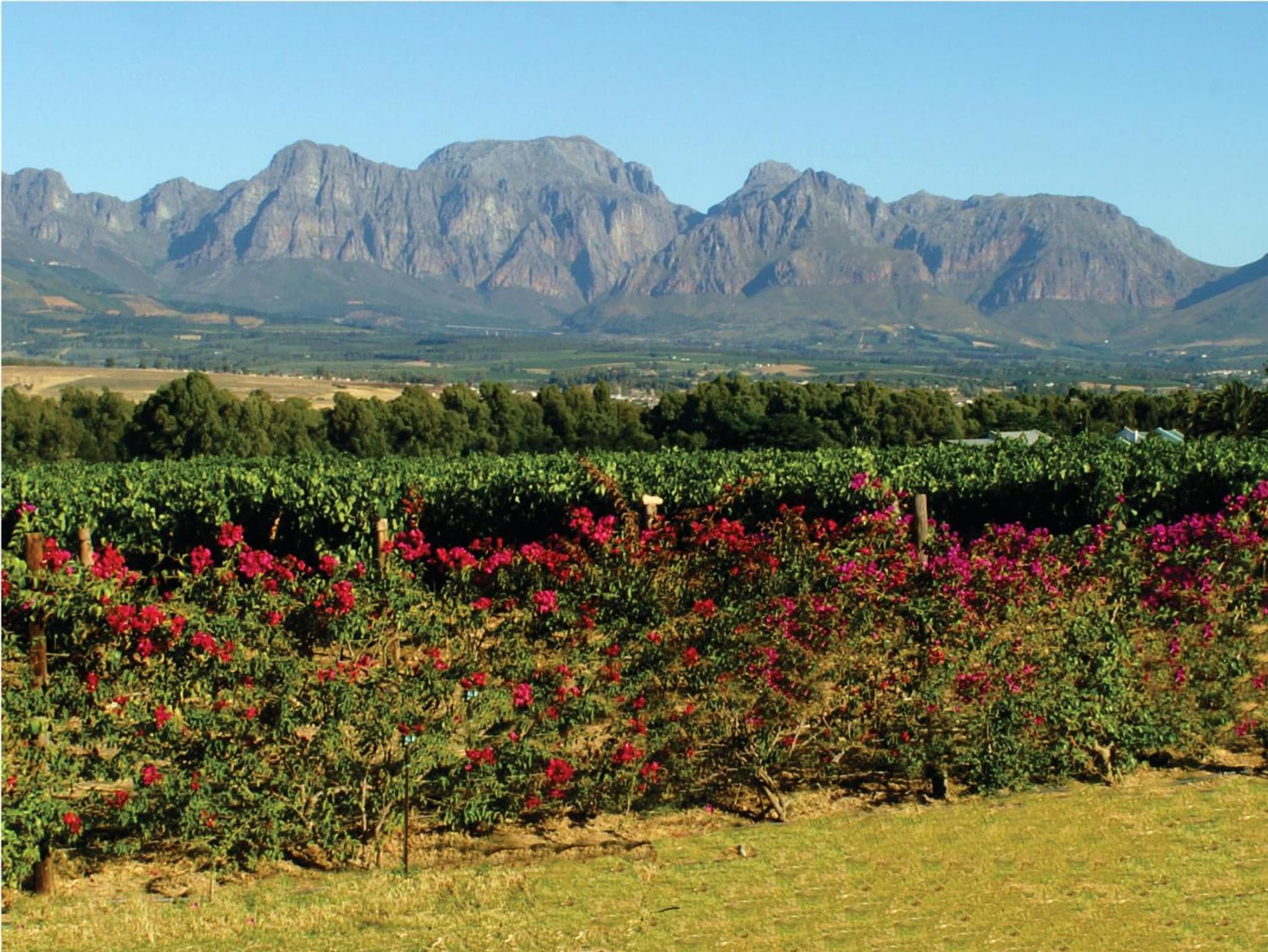Cana Vineyard Guesthouse photo 2