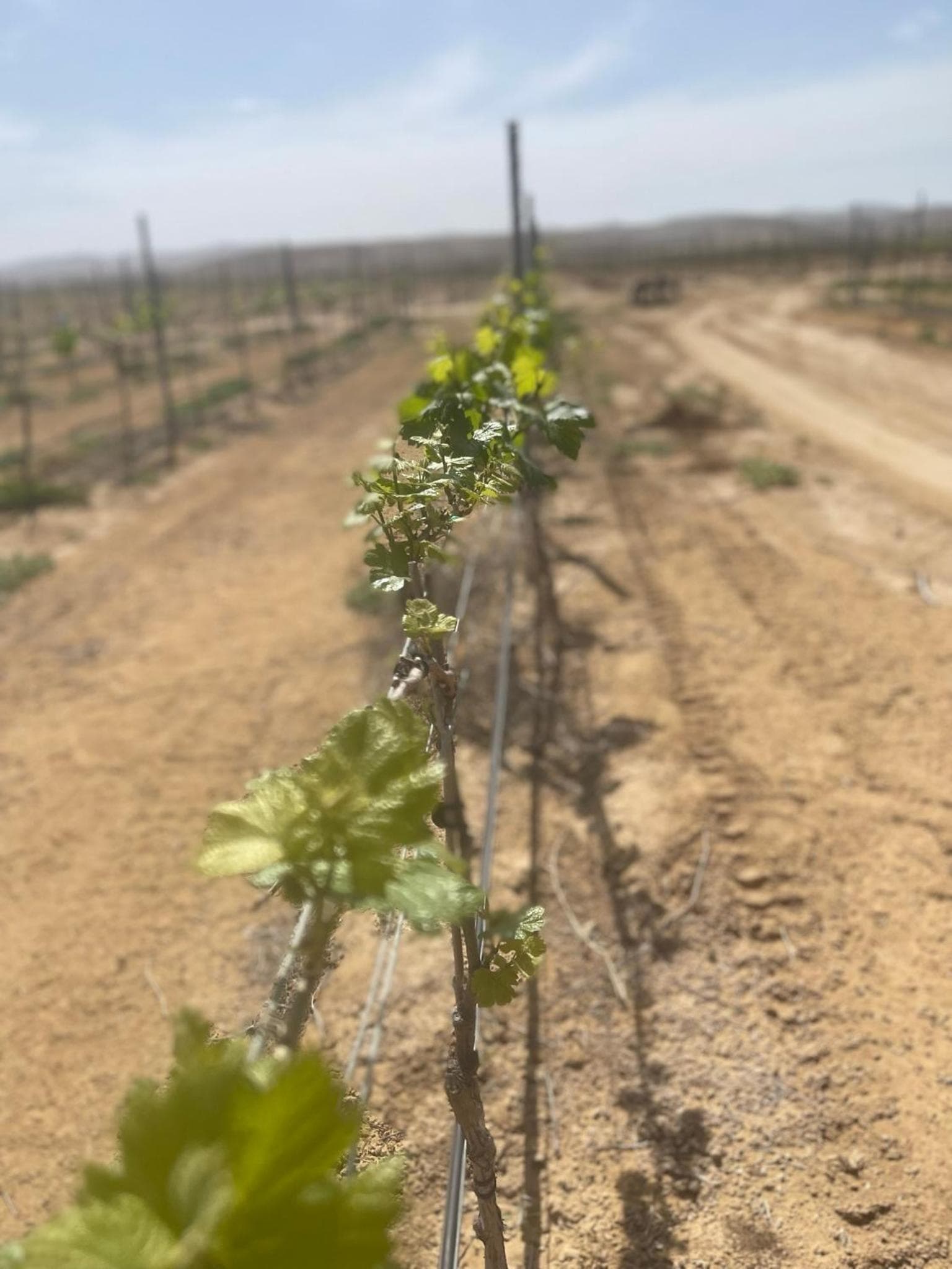 דירת אירוח בירוחם - הקומה השניה photo 6